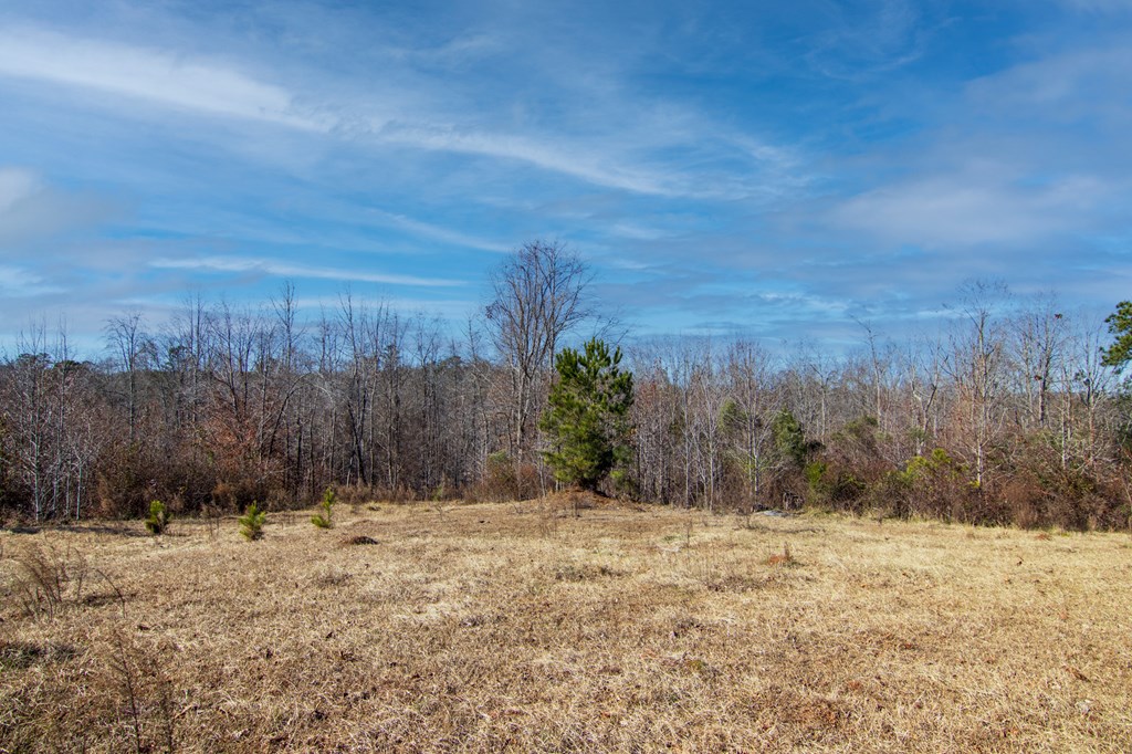0 St Paul Church Road Shiloh, GA 31826 - Photo 8 of 23 Gallery Image 8