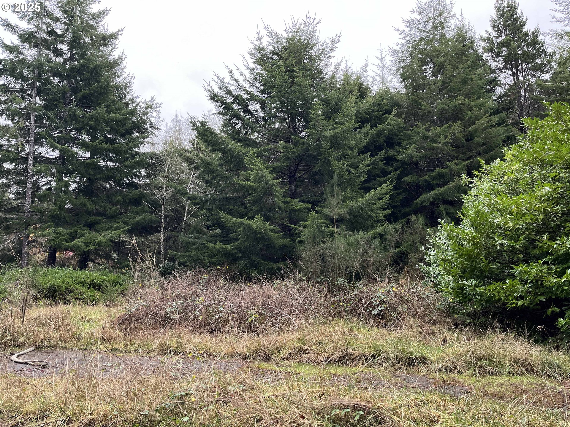 Hemlock Street, Unit TL 2200 Florence, OR 97439 - Photo 12 of 17 a view of a forest with trees in the background