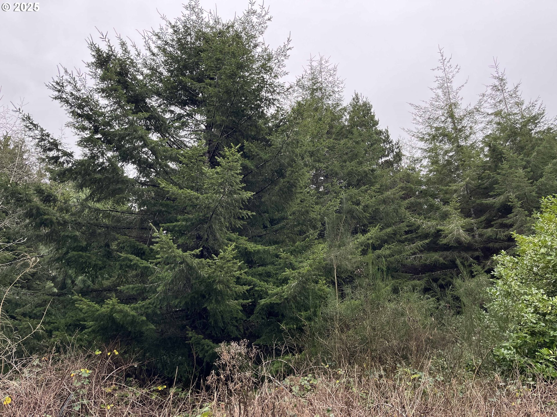 Hemlock Street, Unit TL 2200 Florence, OR 97439 - Photo 15 of 17 a view of a forest with a tree