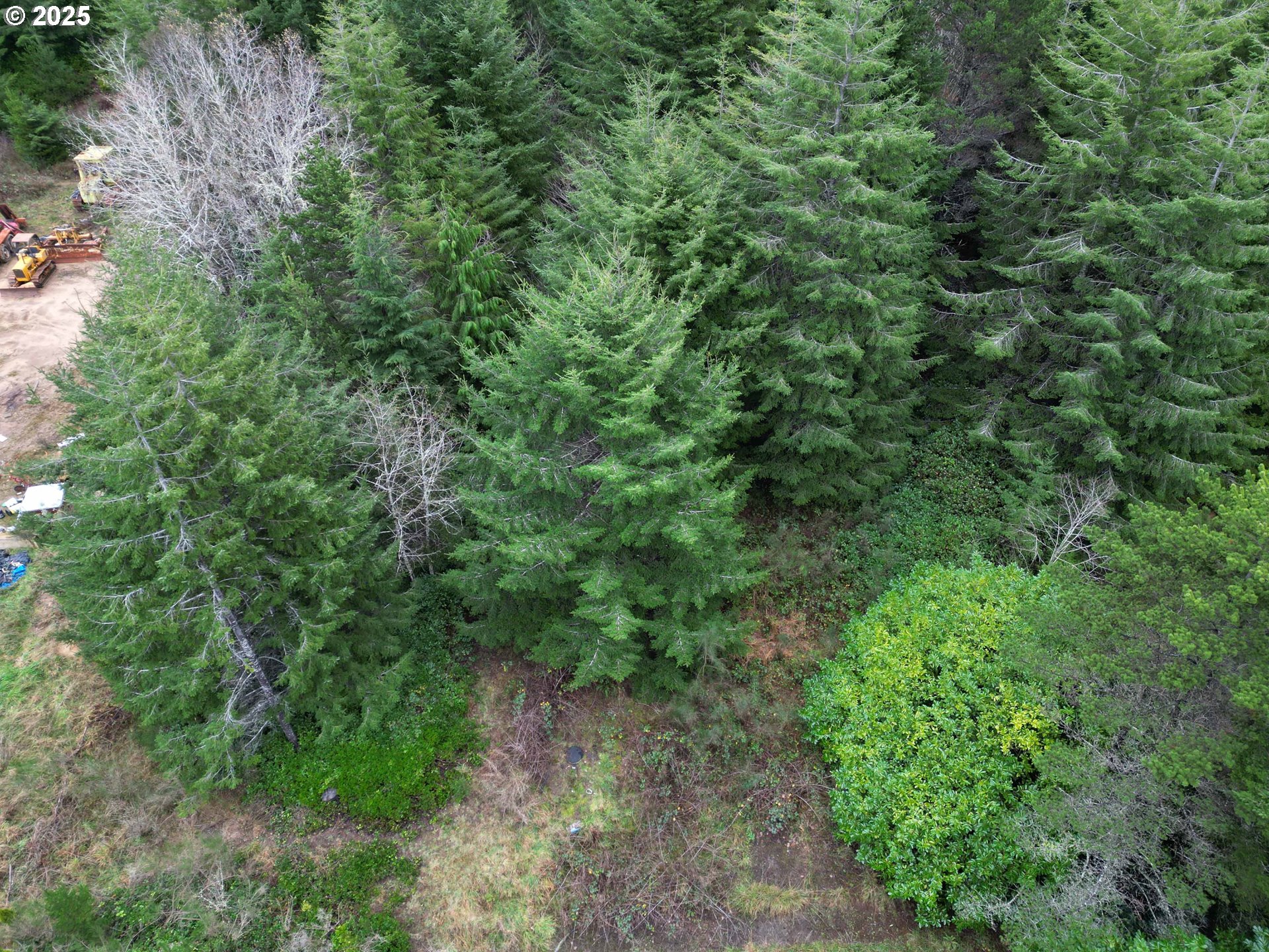 Hemlock Street, Unit TL 2200 Florence, OR 97439 - Photo 5 of 17 a view of a lush green forest with lots of trees