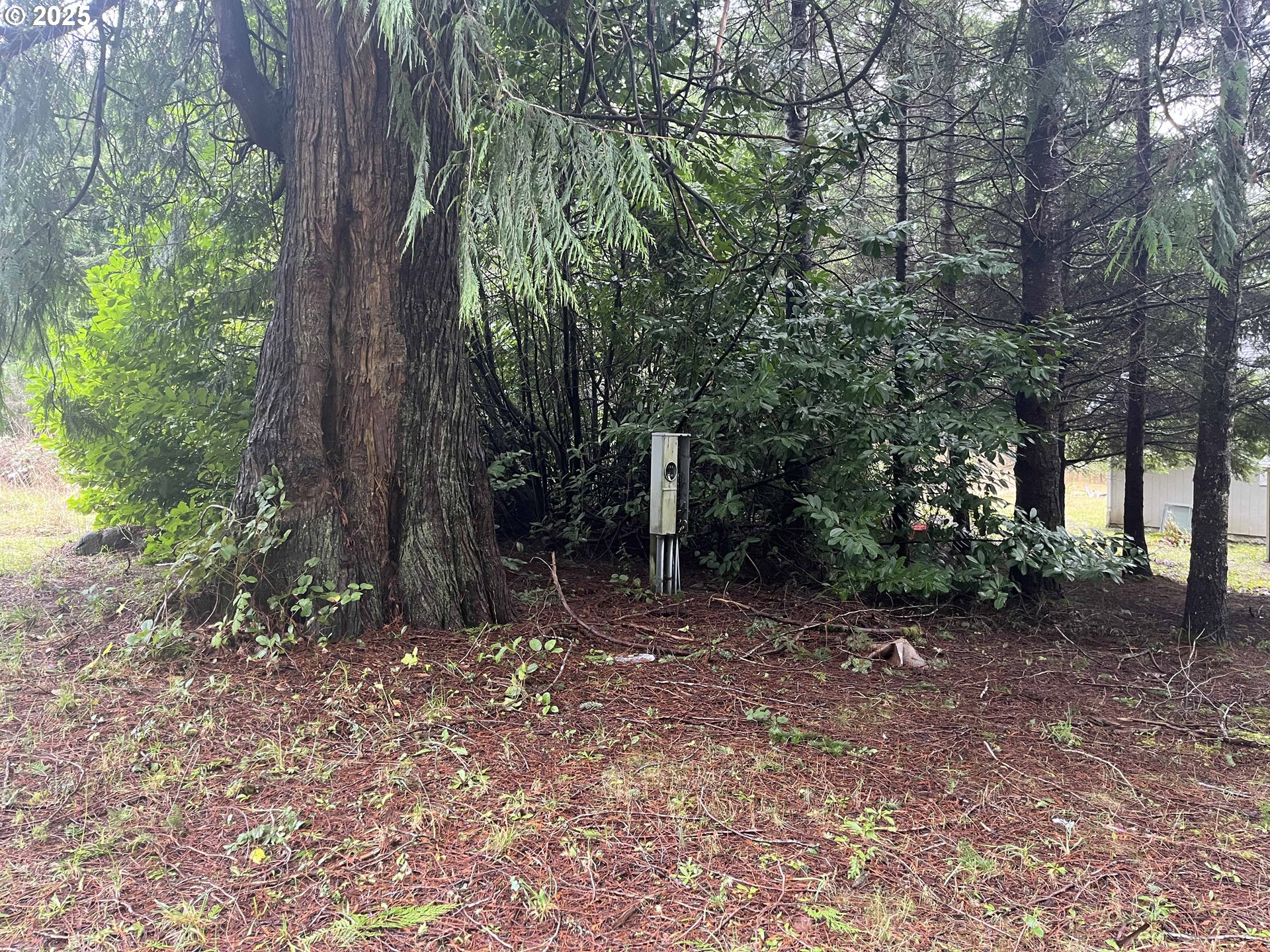 Hemlock Street, Unit TL 2200 Florence, OR 97439 - Photo 8 of 17 a backyard of a house with lots of green space