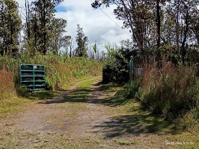 a view of a yard with plants and trees