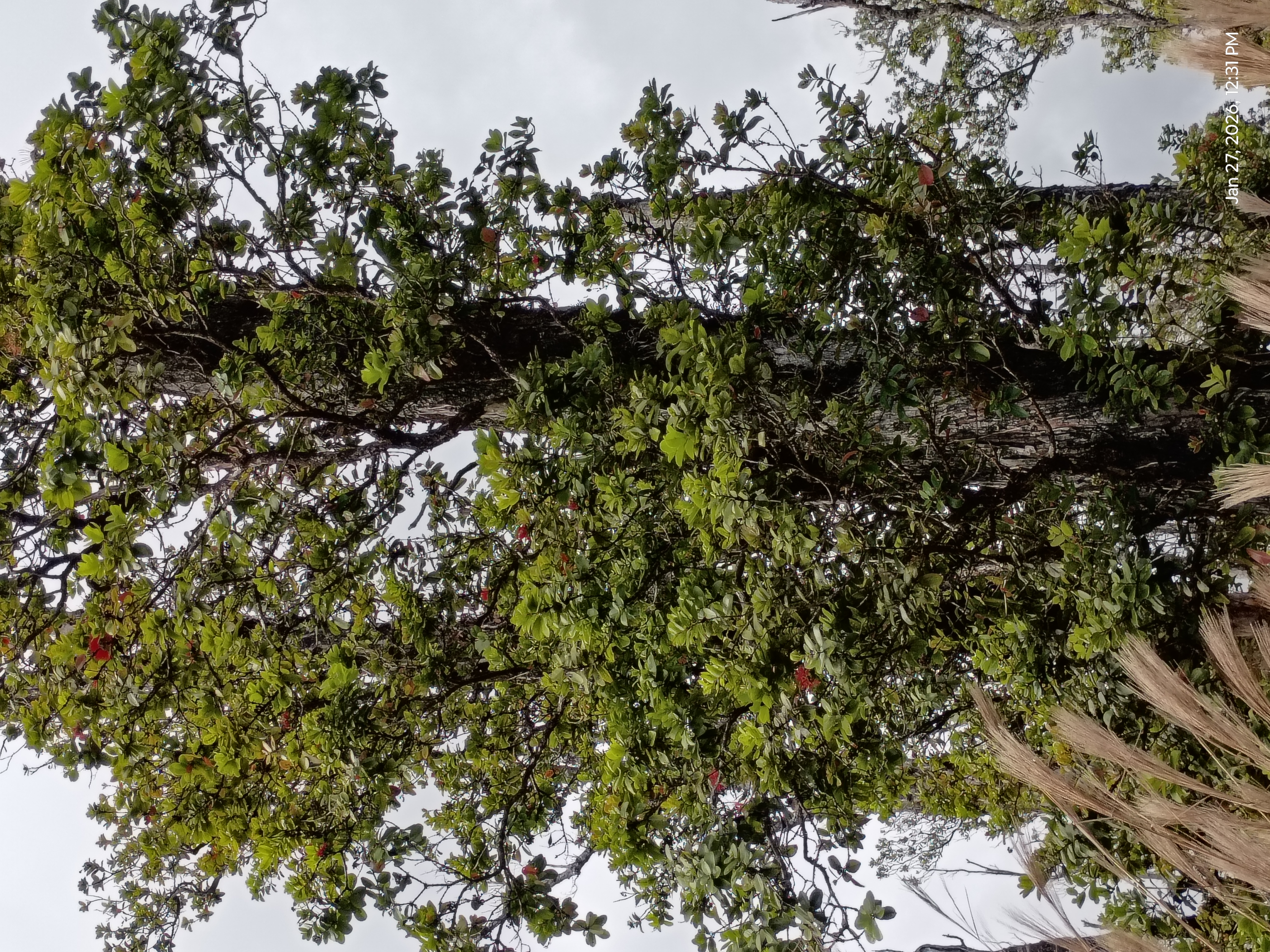 11-2311 Kaleponi Road Mountain View, HI 96771 - Photo 16 of 28 a view of a tree
