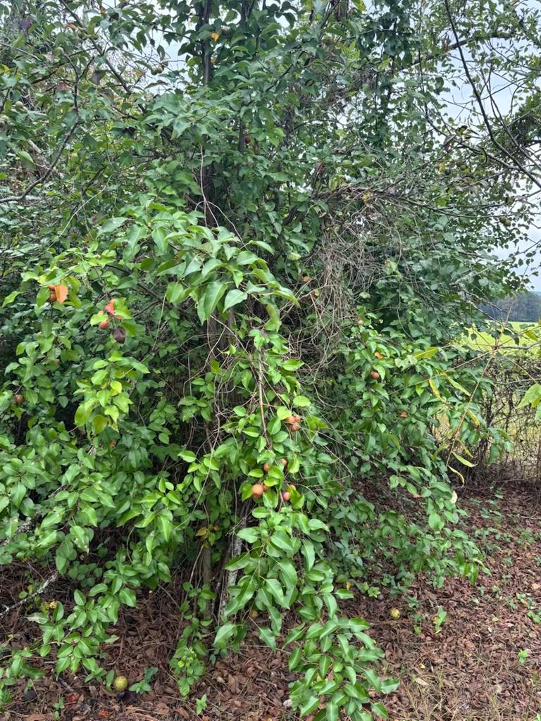 349 New Hope Road Mauk, GA 31058 - Photo 35 of 48 fruit trees