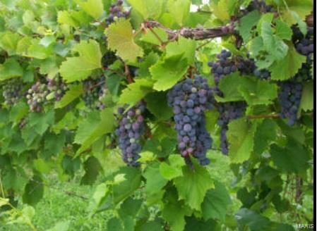 5596 Walnut Street Augusta, MO 63332 - Photo 39 of 40