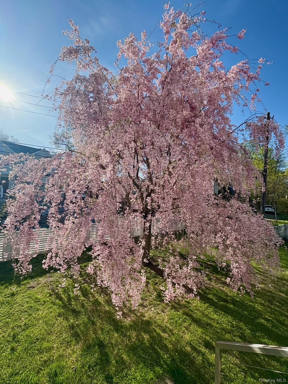 1 Dale Street Rye, NY 10580 - Photo 27 of 28 Gorgeous weeping cherry blossom tree in the front yard displays a cascade of pink flowers for several weeks every Spring.