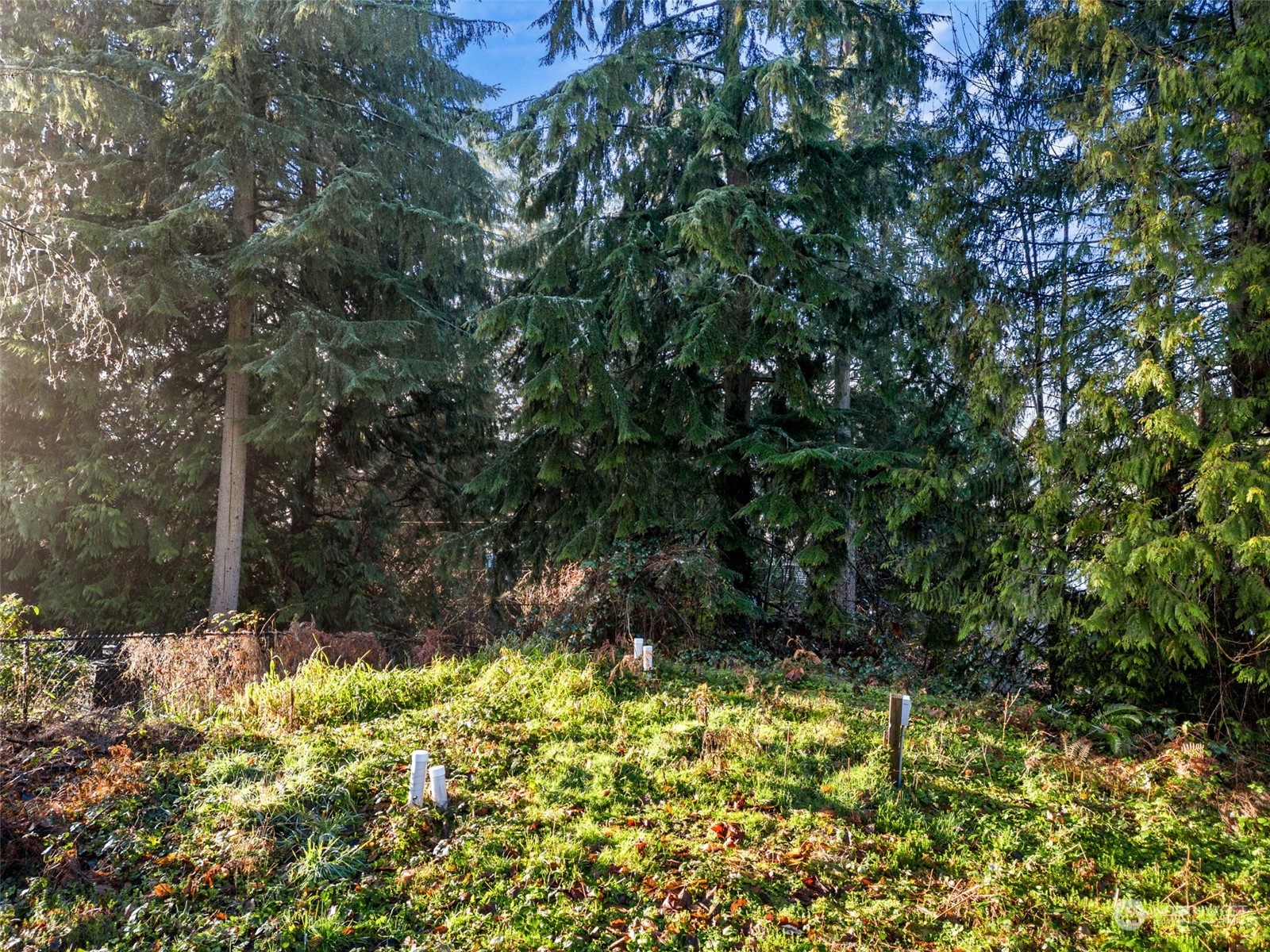 13433 191st Avenue Southeast Renton, WA 98059 - Photo 4 of 17 a view of a yard with plants and large trees