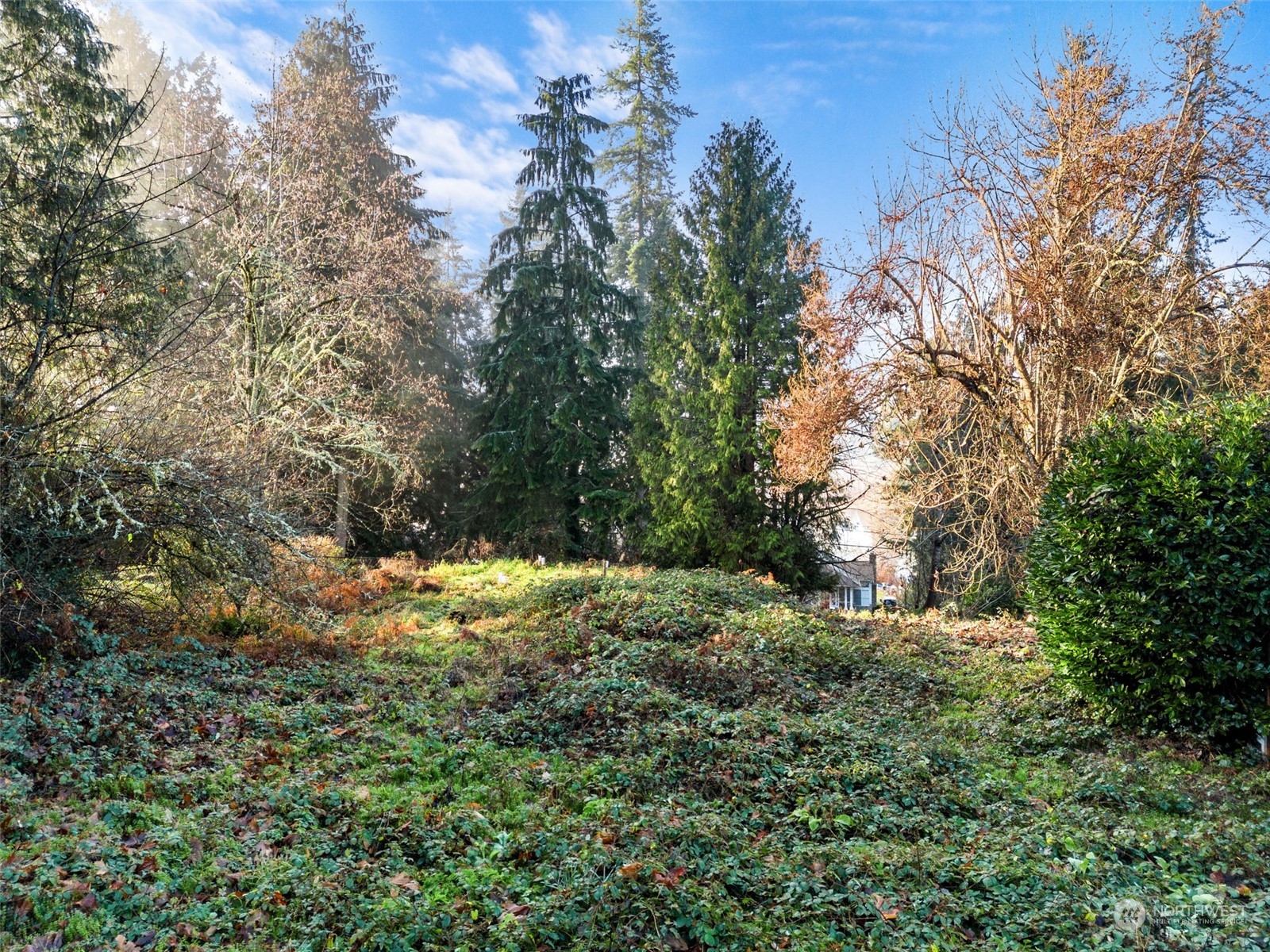 13433 191st Avenue Southeast Renton, WA 98059 - Photo 7 of 17 a view of a yard with plants and a large tree