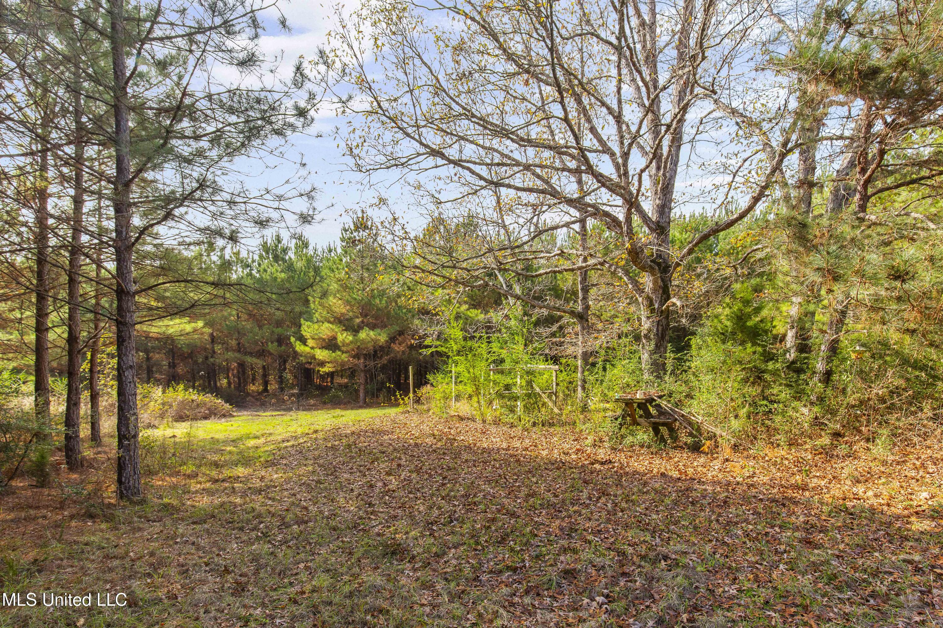 Katie Bush Road Pinola, MS 39149 - Photo 11 of 38 Simpson 55 Acres-11