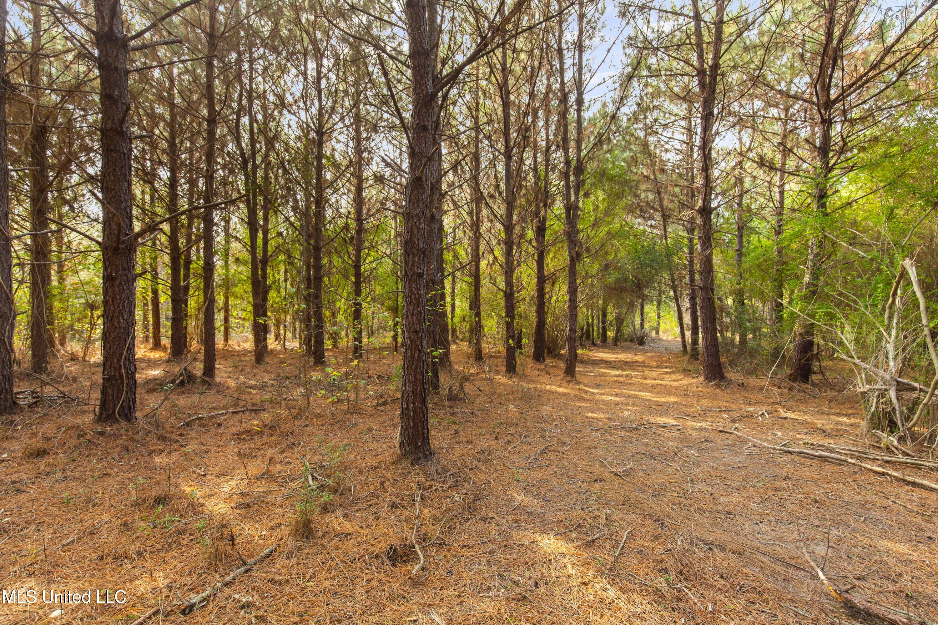 Katie Bush Road Pinola, MS 39149 - Photo 13 of 38 Simpson 55 Acres-13