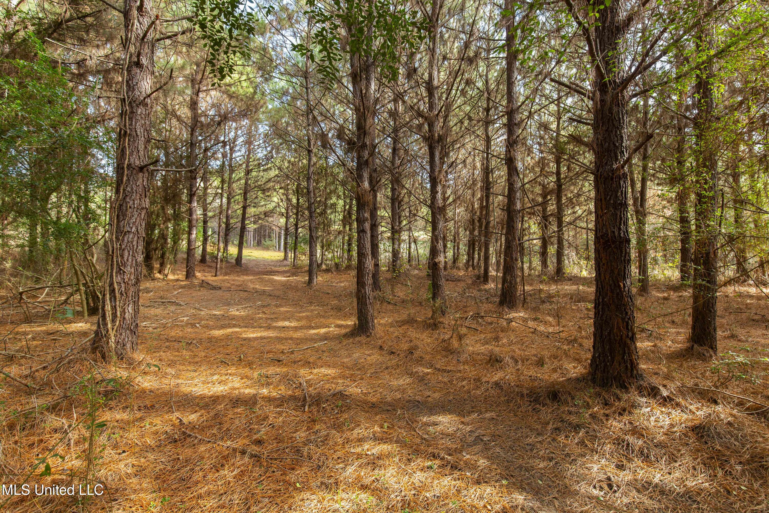 Katie Bush Road Pinola, MS 39149 - Photo 14 of 38 Simpson 55 Acres-14