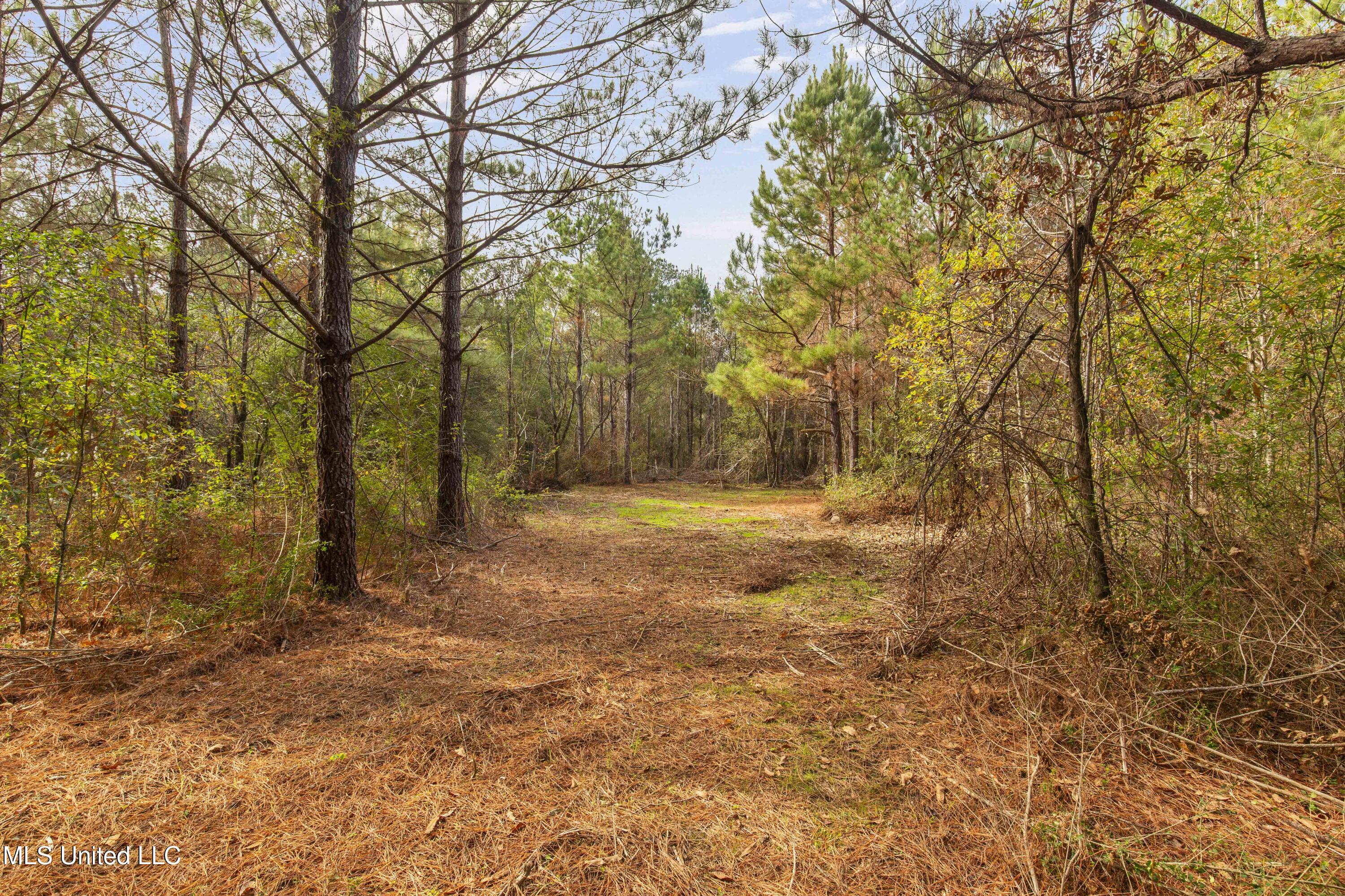 Katie Bush Road Pinola, MS 39149 - Photo 15 of 38 Simpson 55 Acres-15