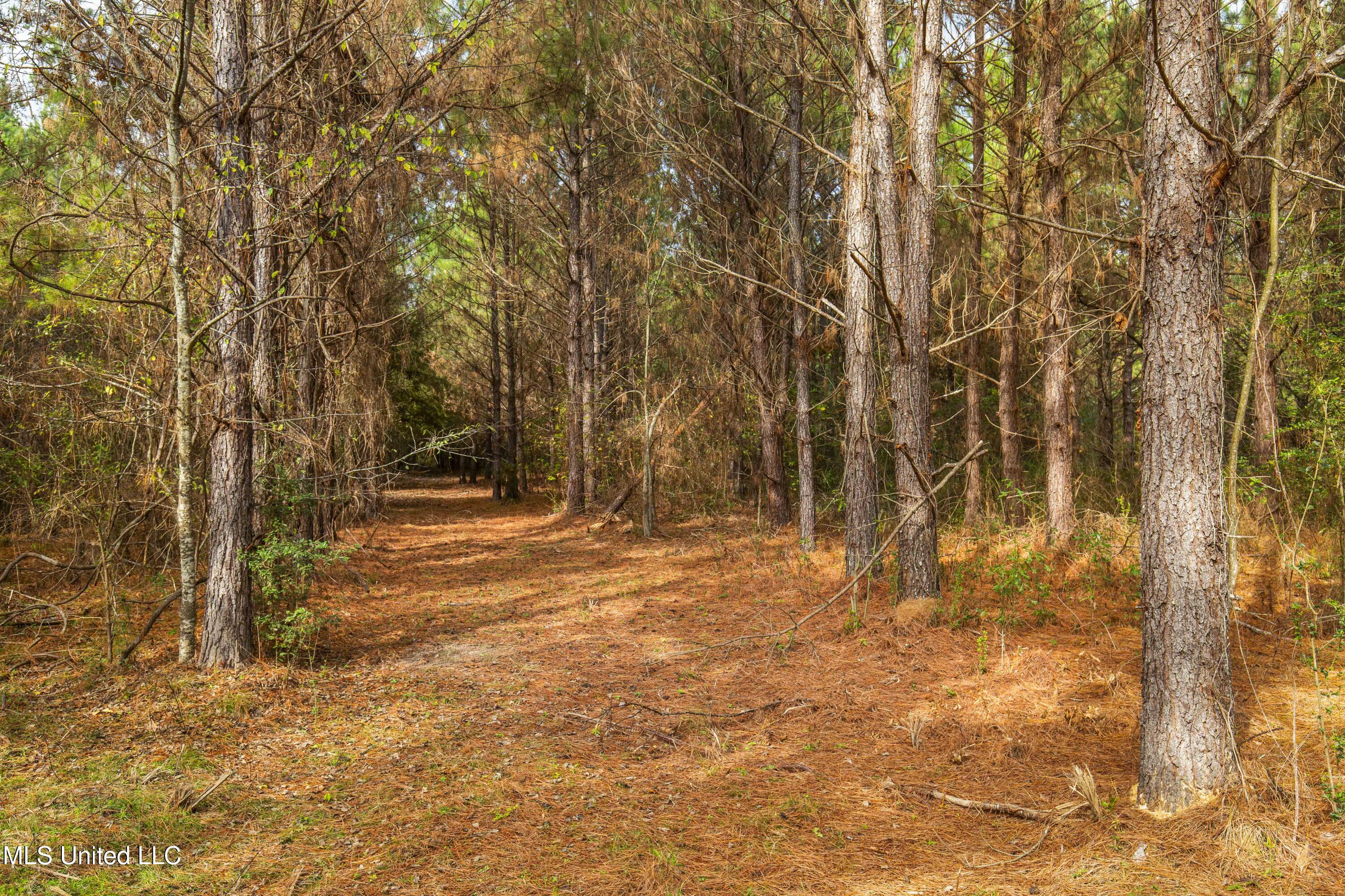 Katie Bush Road Pinola, MS 39149 - Photo 16 of 38 Simpson 55 Acres-16