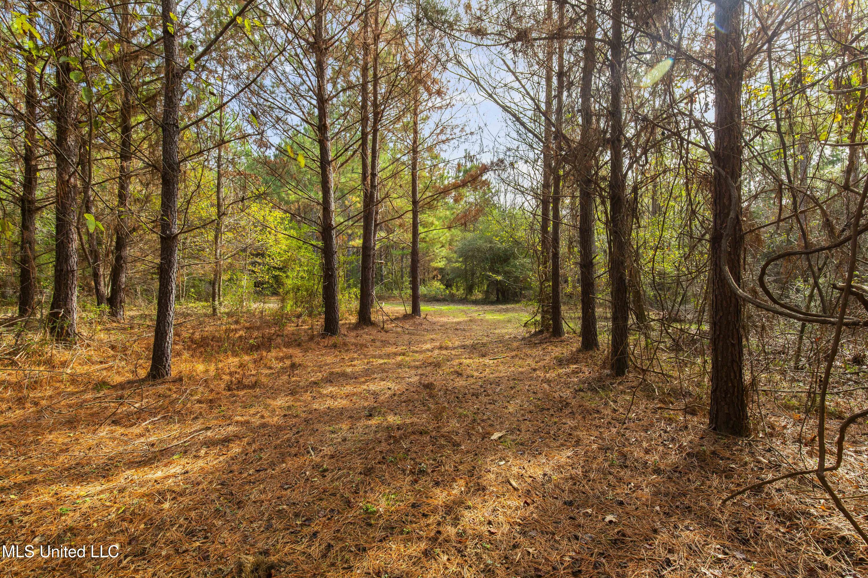 Katie Bush Road Pinola, MS 39149 - Photo 17 of 38 Simpson 55 Acres-17