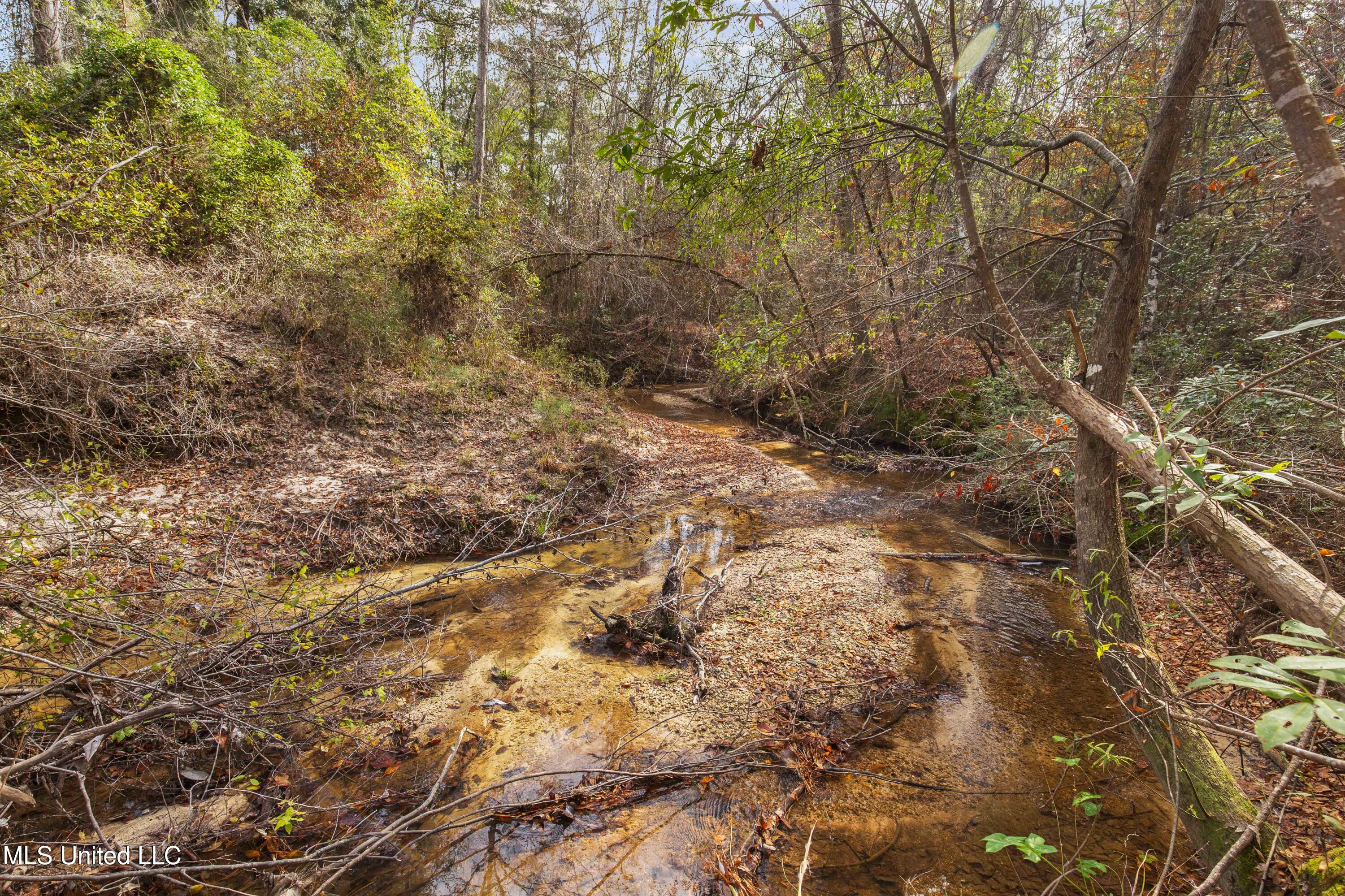 Katie Bush Road Pinola, MS 39149 - Photo 18 of 38 Simpson 55 Acres-18