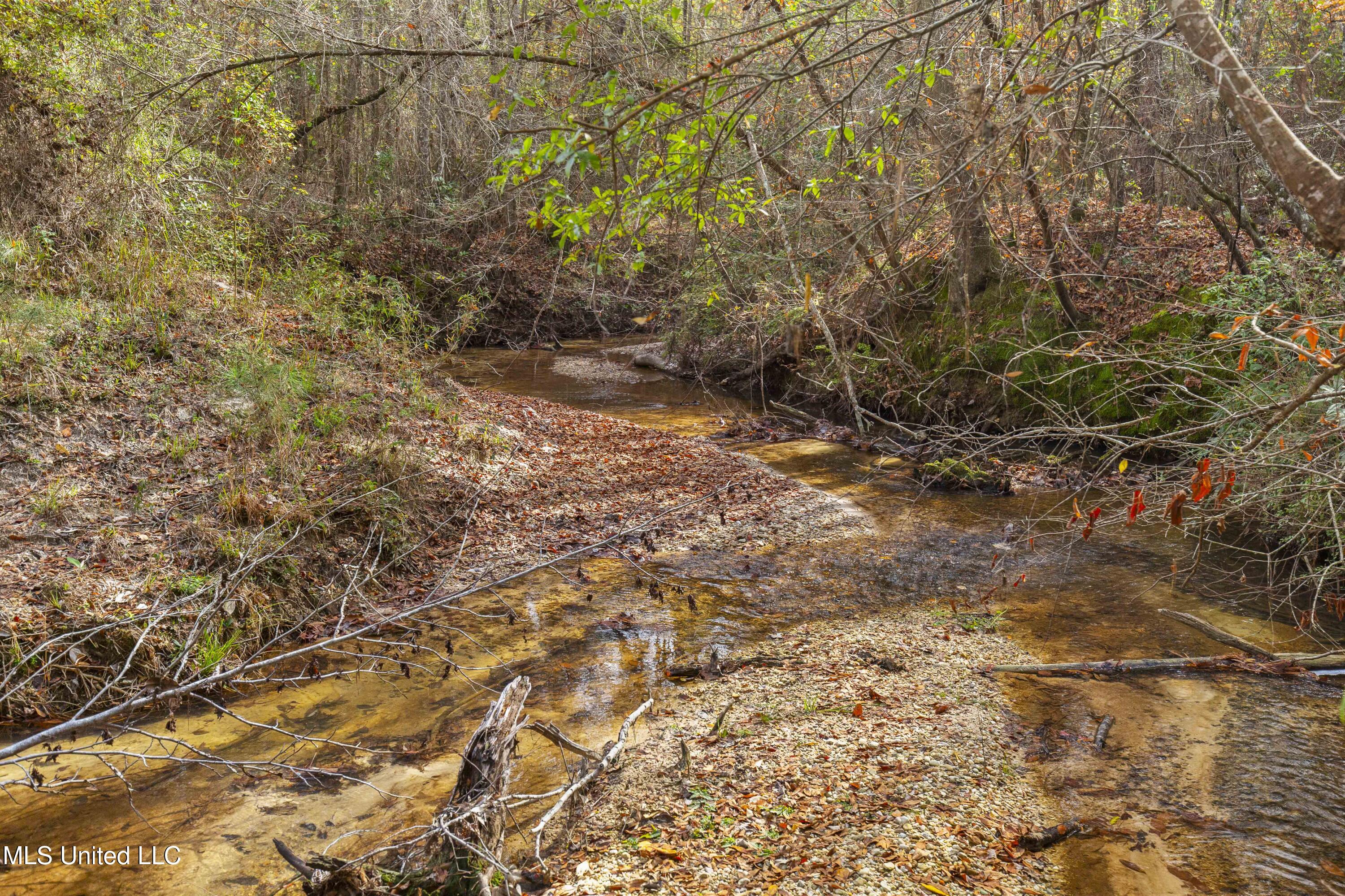 Katie Bush Road Pinola, MS 39149 - Photo 19 of 38 Simpson 55 Acres-19