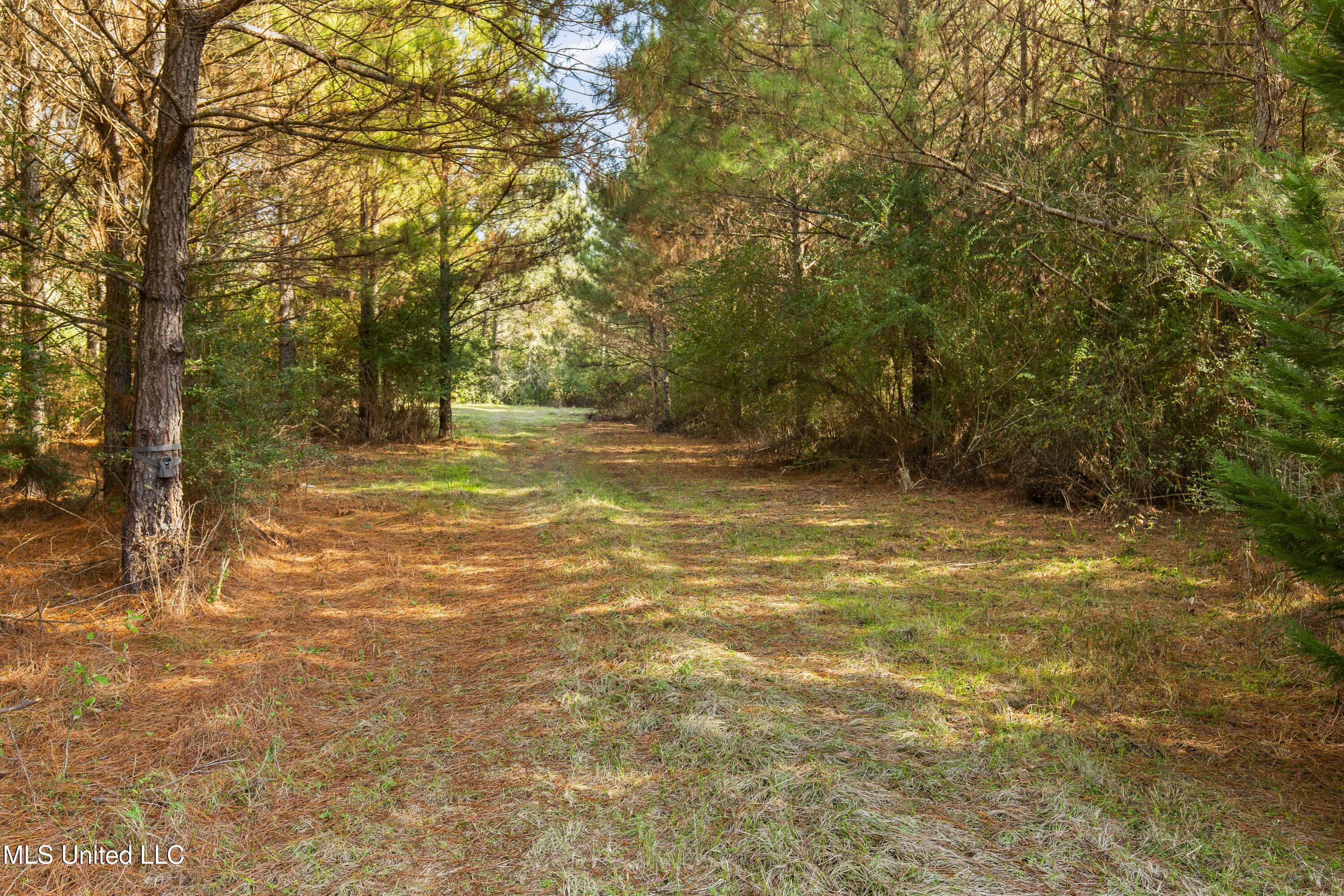 Katie Bush Road Pinola, MS 39149 - Photo 2 of 38 Simpson 55 Acres-2