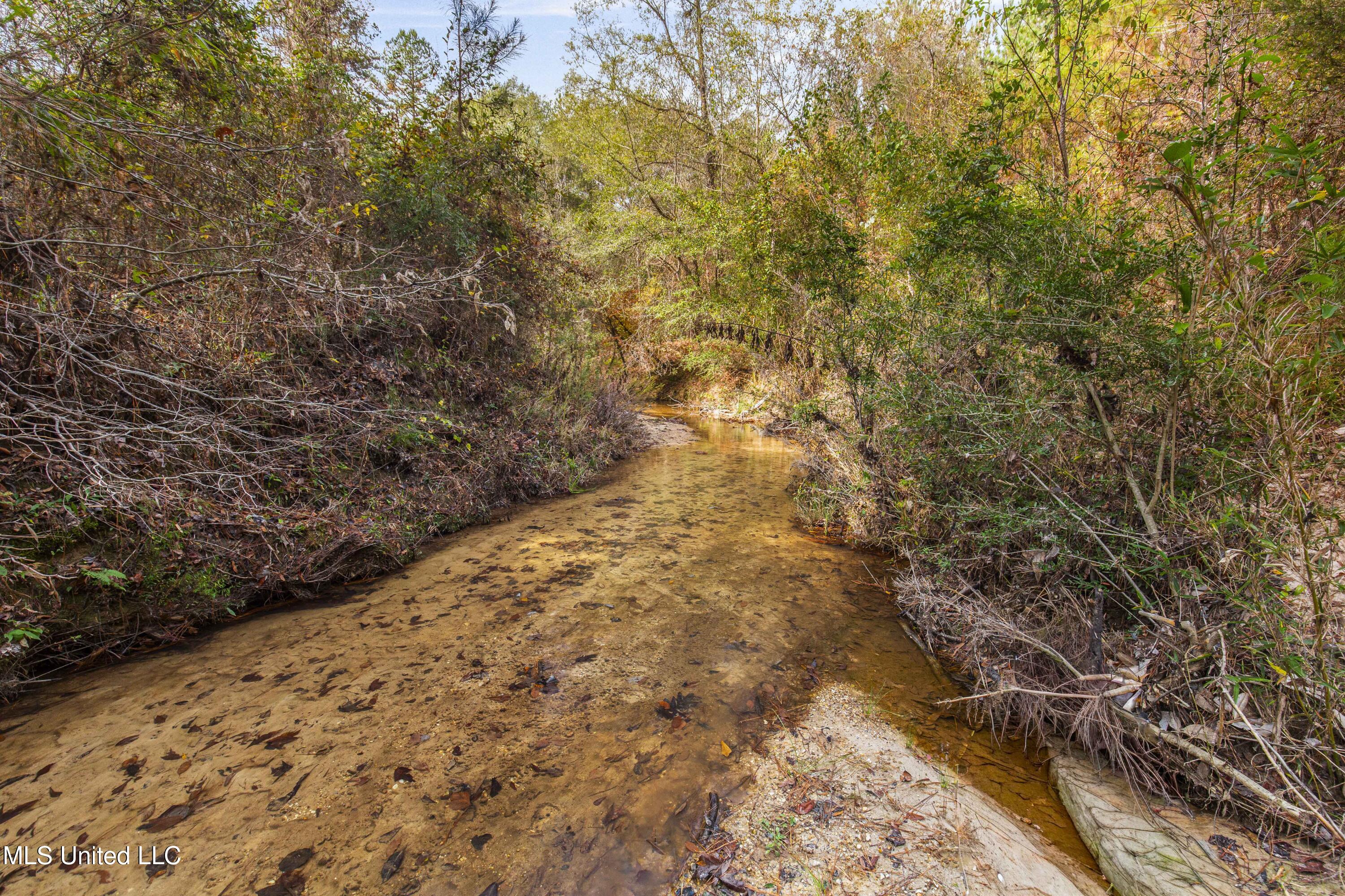 Katie Bush Road Pinola, MS 39149 - Photo 21 of 38 Simpson 55 Acres-21
