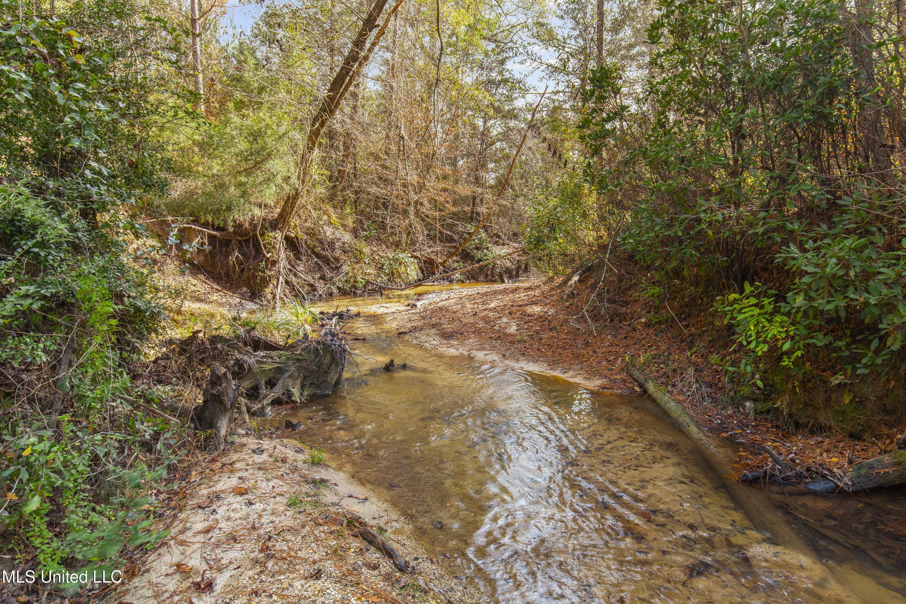Katie Bush Road Pinola, MS 39149 - Photo 22 of 38 Simpson 55 Acres-22