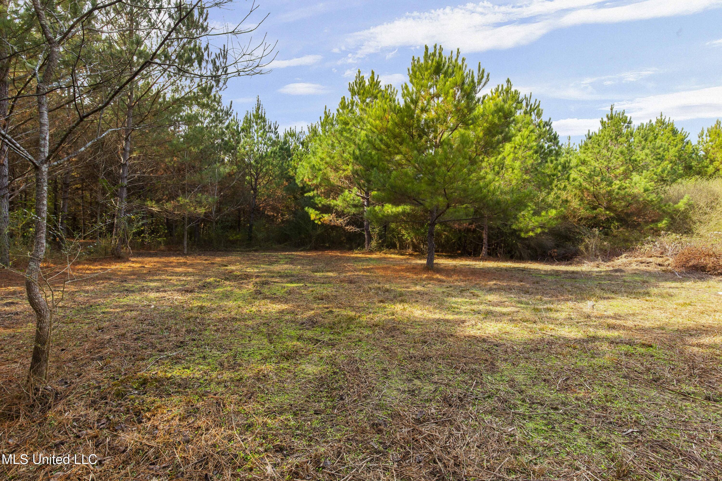 Katie Bush Road Pinola, MS 39149 - Photo 24 of 38 Simpson 55 Acres-24
