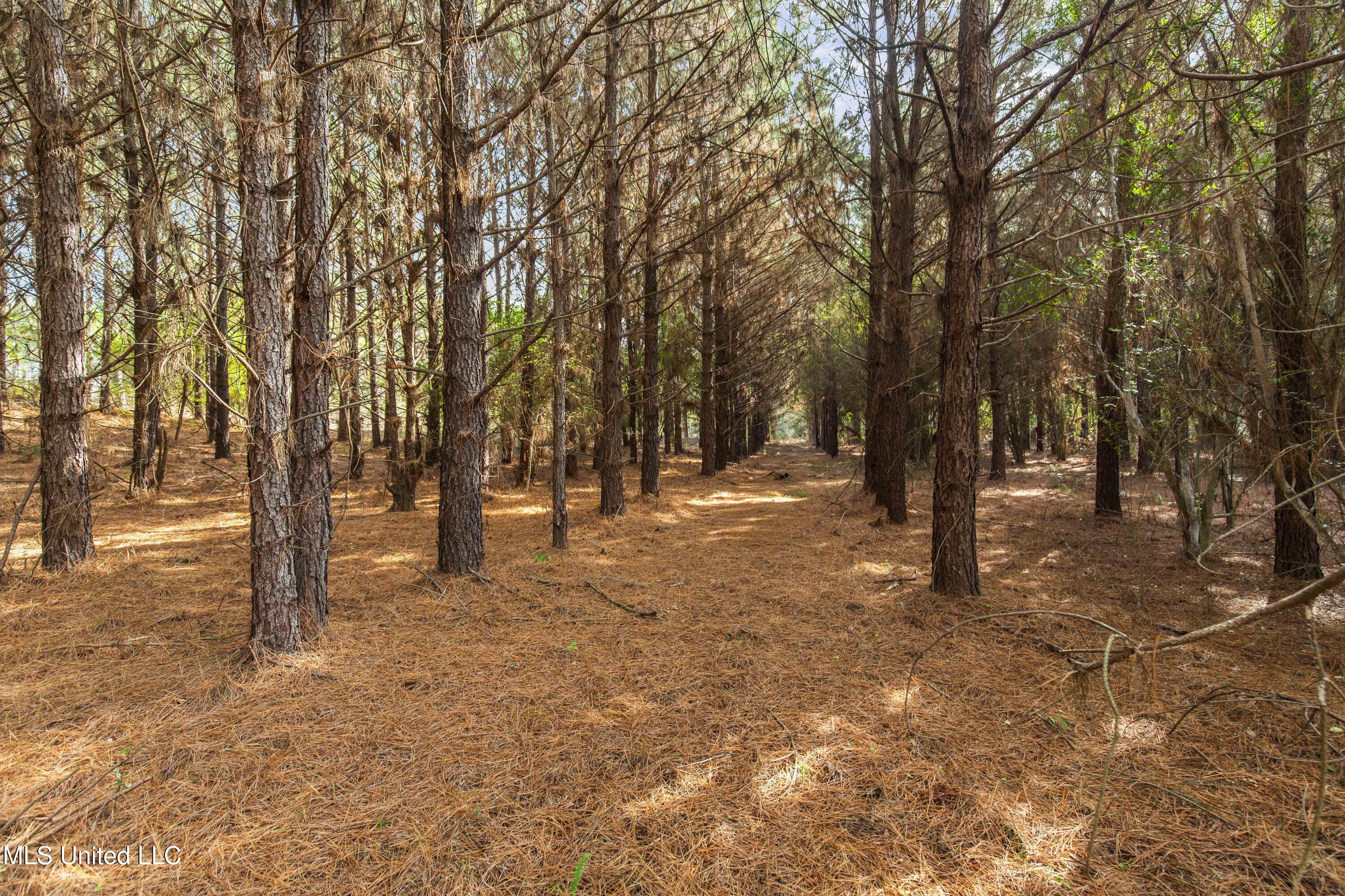 Katie Bush Road Pinola, MS 39149 - Photo 25 of 38 Simpson 55 Acres-25