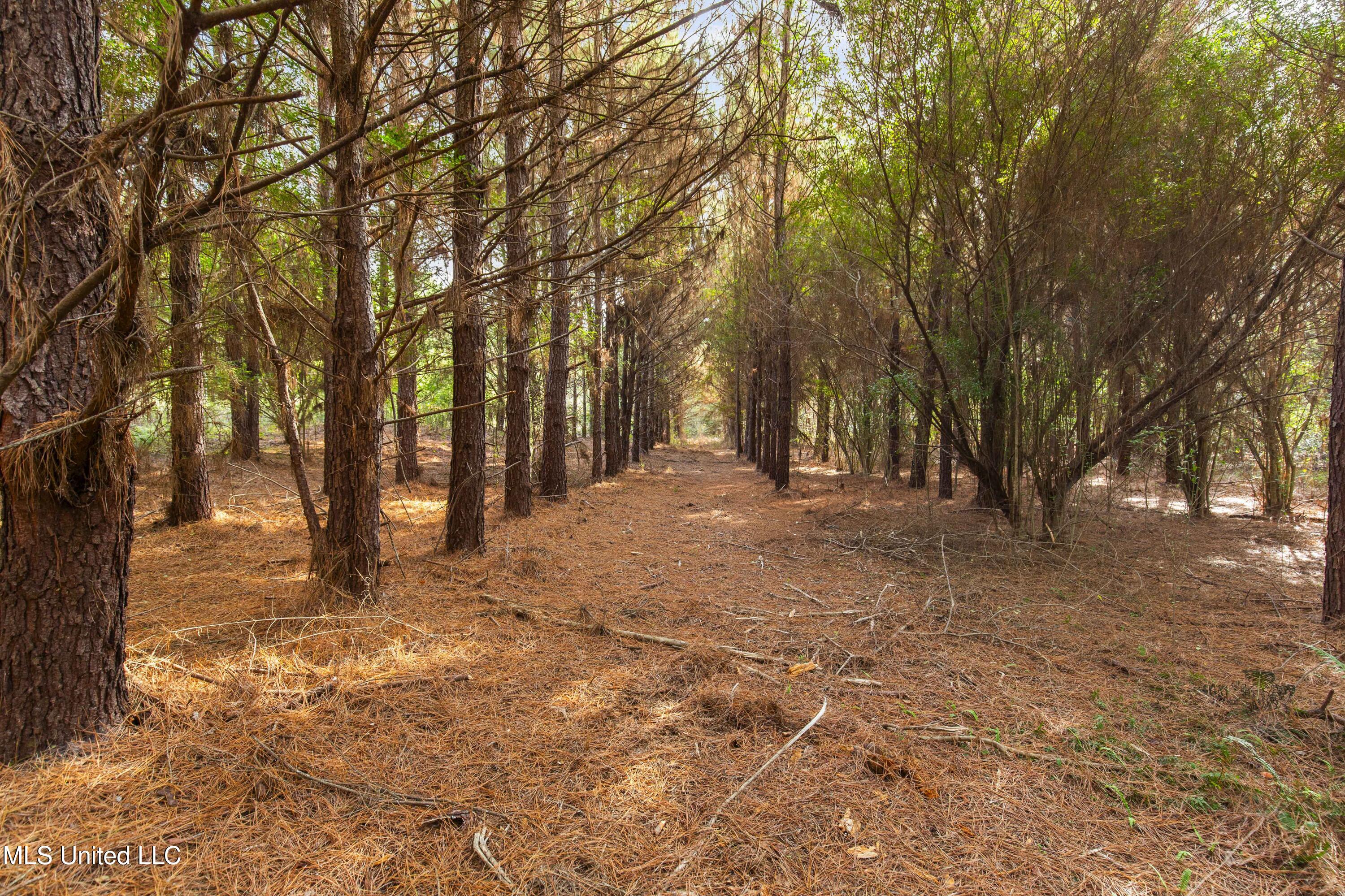 Katie Bush Road Pinola, MS 39149 - Photo 26 of 38 Simpson 55 Acres-26
