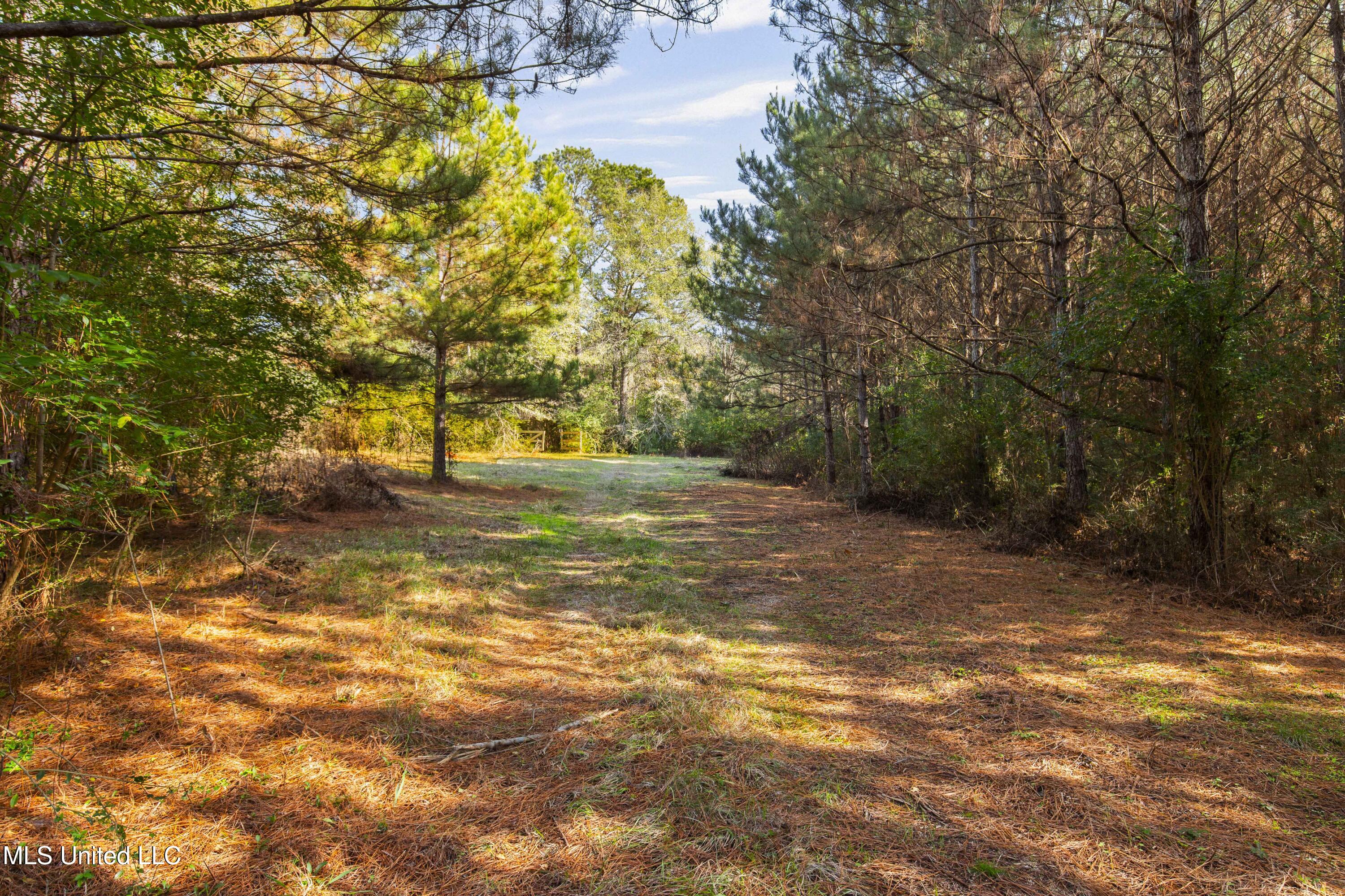 Katie Bush Road Pinola, MS 39149 - Photo 3 of 38 Simpson 55 Acres-3