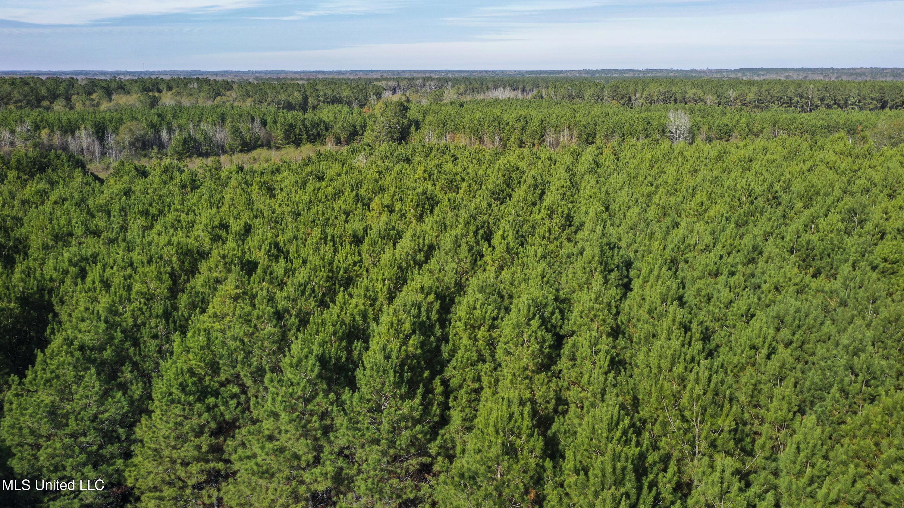 Katie Bush Road Pinola, MS 39149 - Photo 31 of 38 Simpson 55 Acres-30