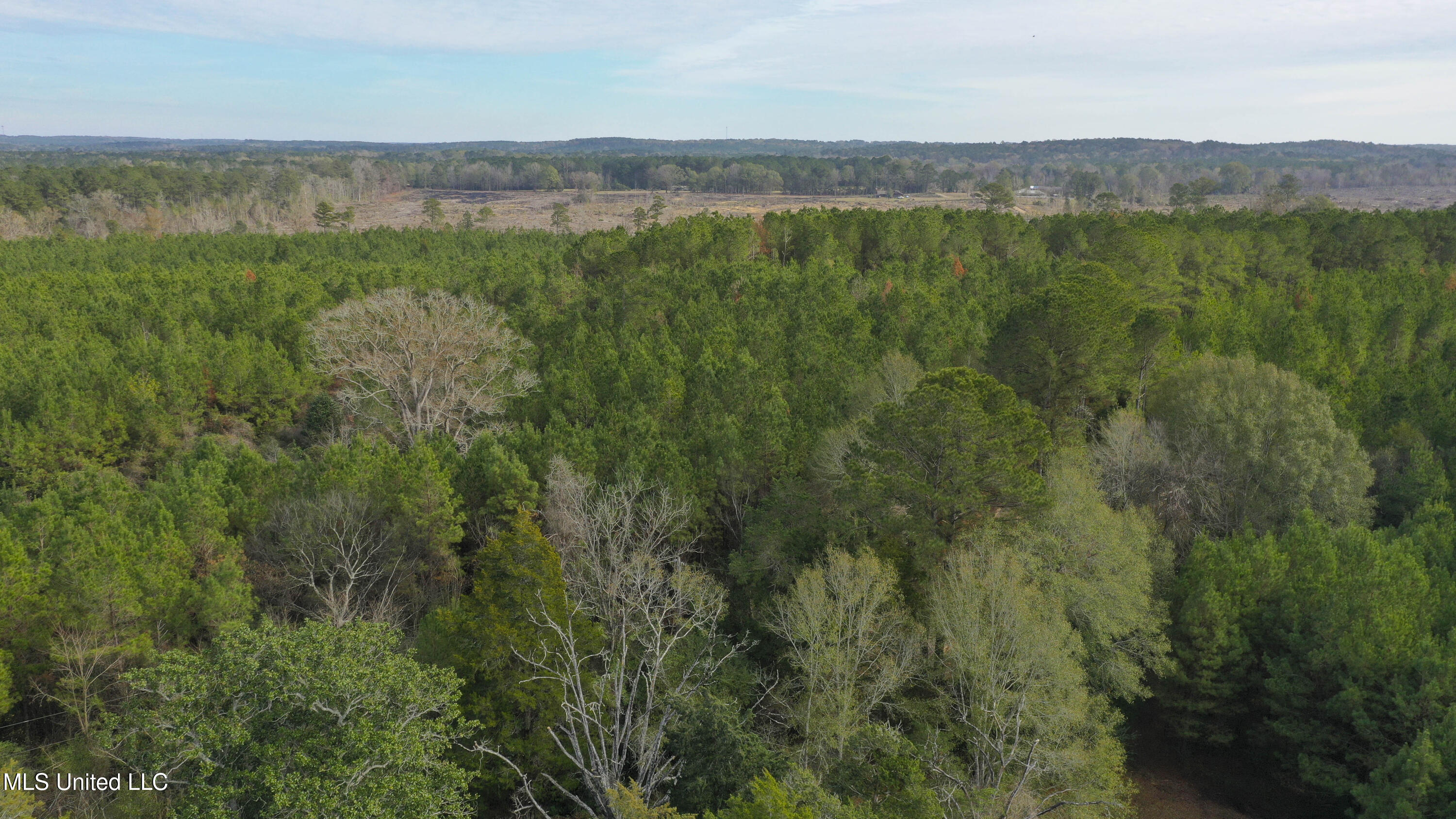 Katie Bush Road Pinola, MS 39149 - Photo 33 of 38 Simpson 55 Acres-32