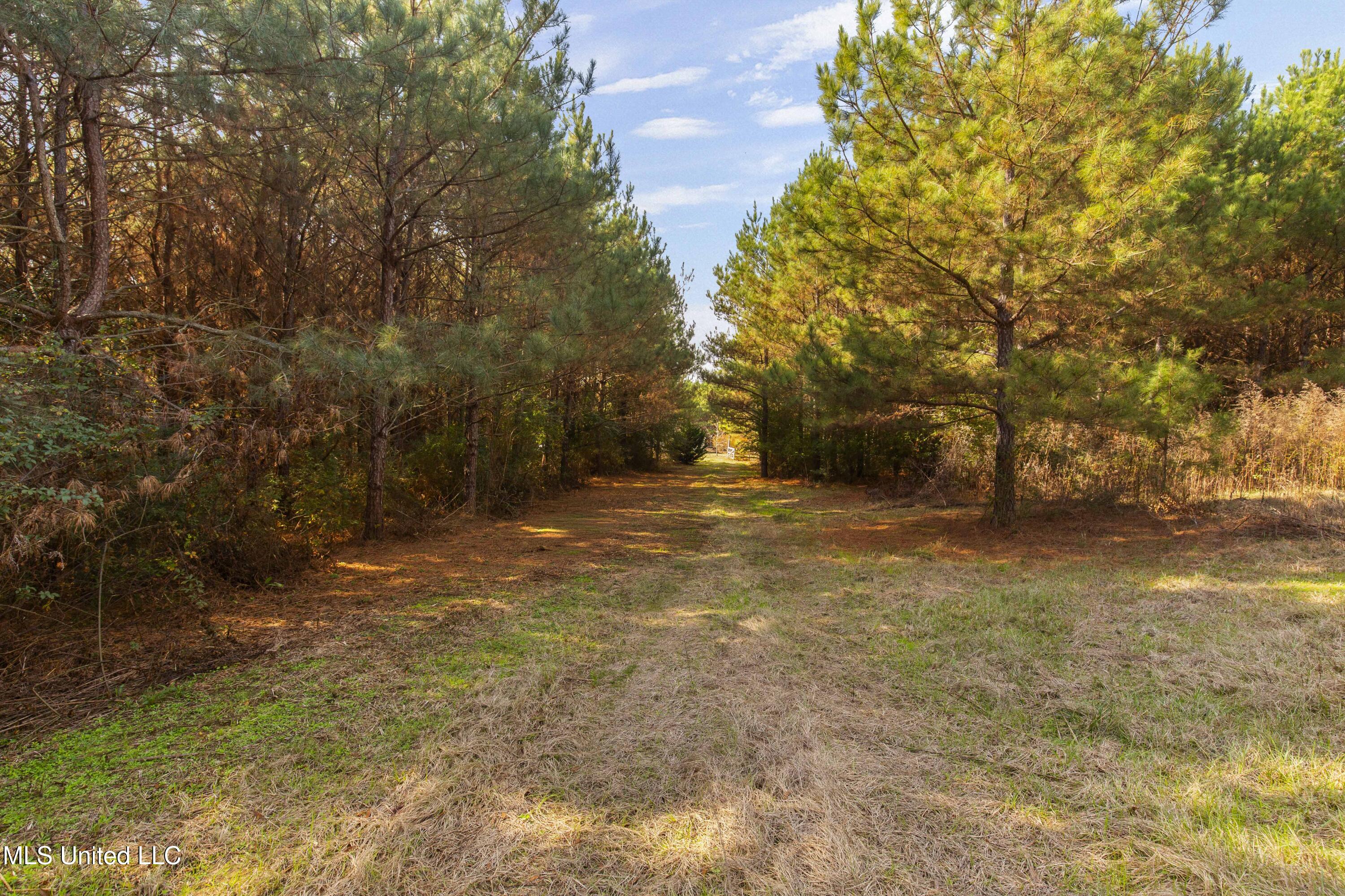 Katie Bush Road Pinola, MS 39149 - Photo 4 of 38 Simpson 55 Acres-4