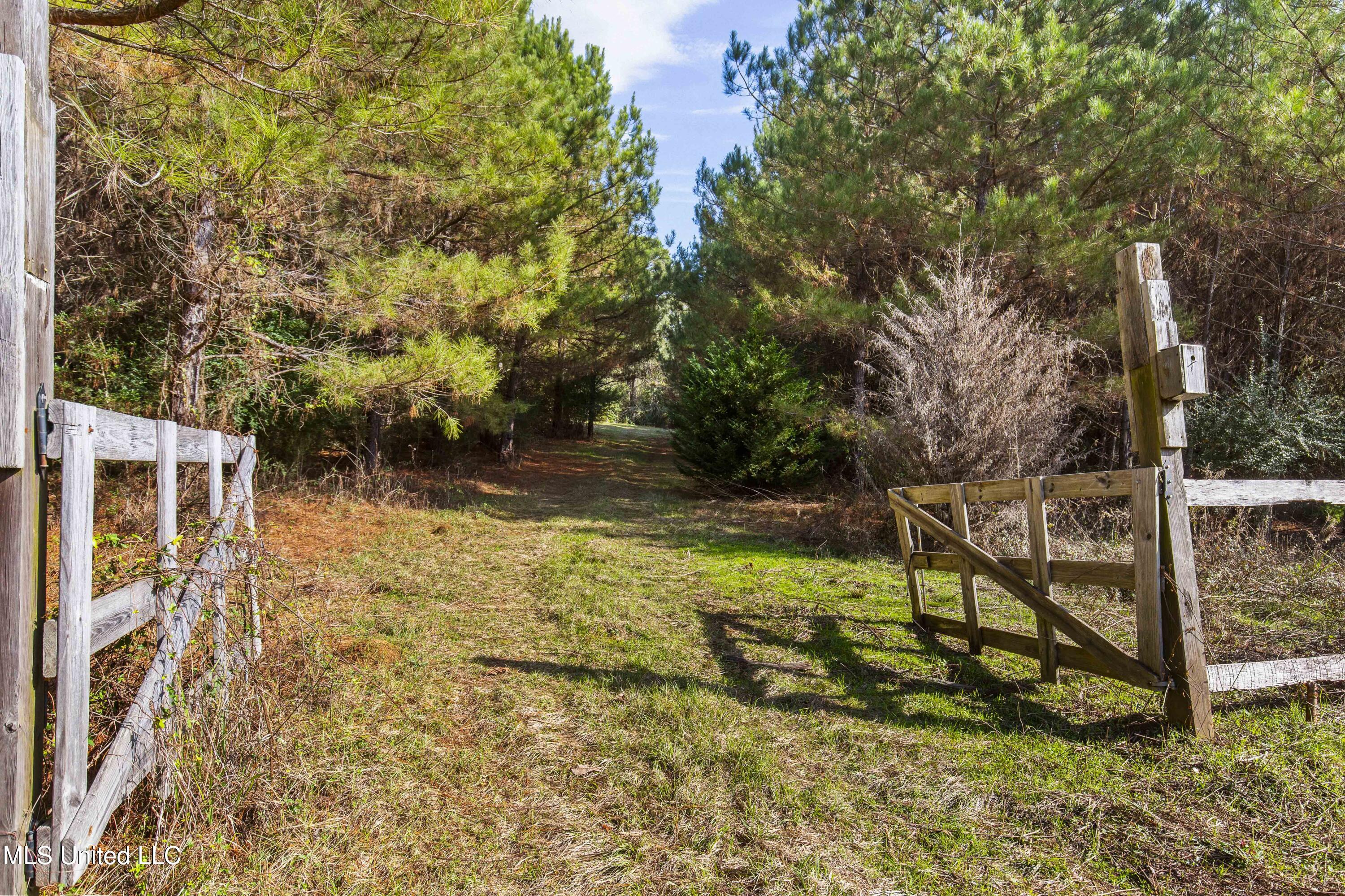 Katie Bush Road Pinola, MS 39149 - Photo 6 of 38 Simpson 55 Acres-6