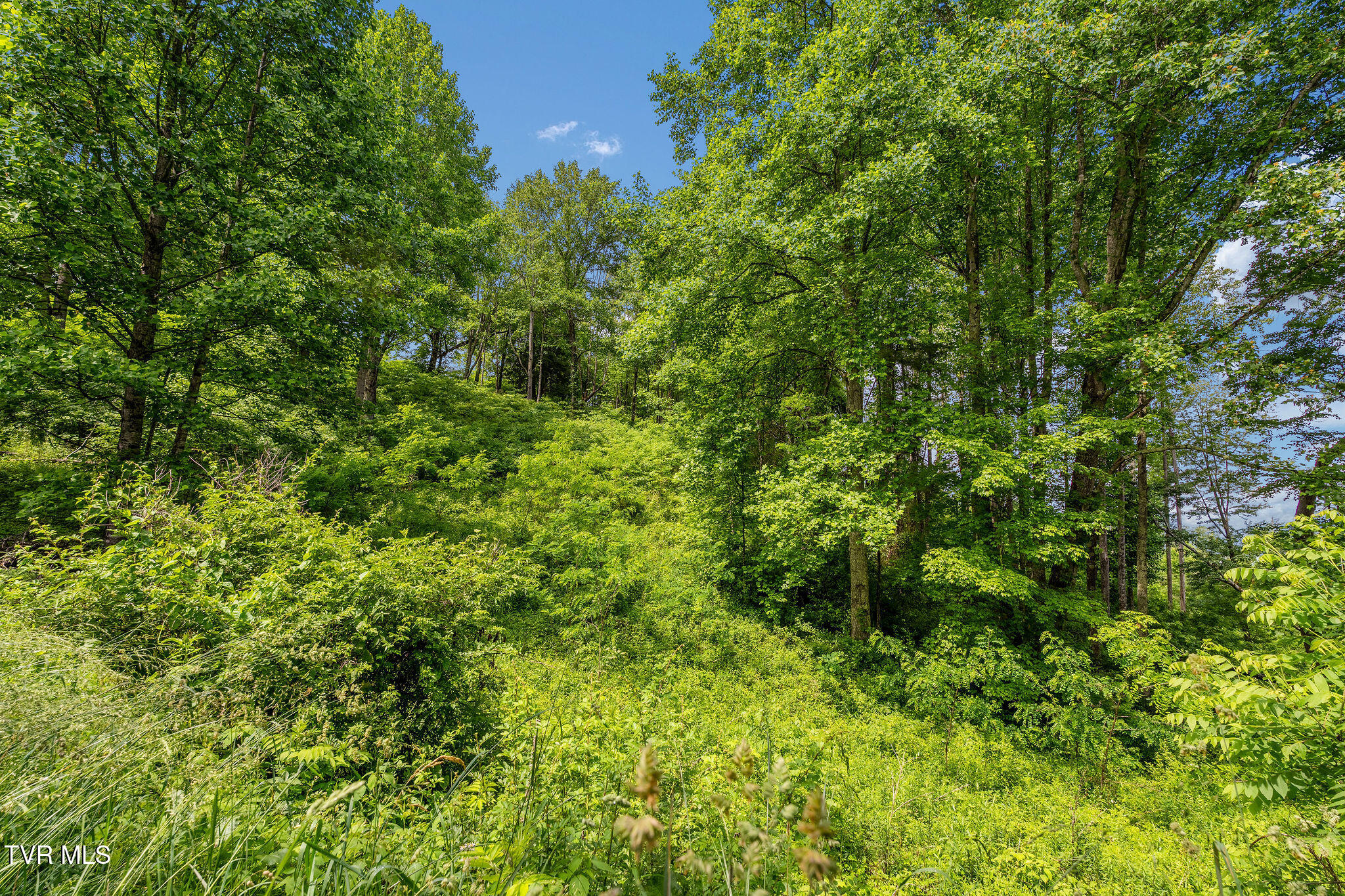 Tbd Walnut Mountain Road Butler, TN 37640 - Photo 25 of 36 DSC04463
