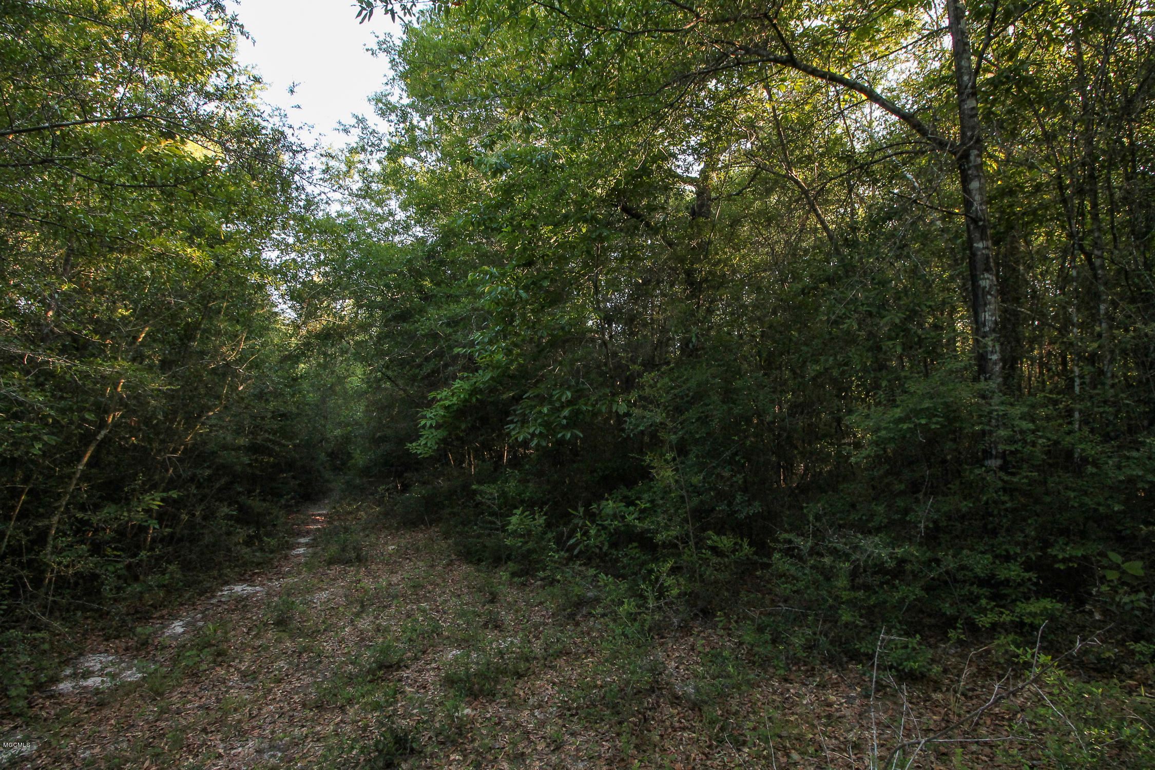 20-acres Hopper Road Lucedale, MS 39452 - Photo 11 of 28 20 acres-10