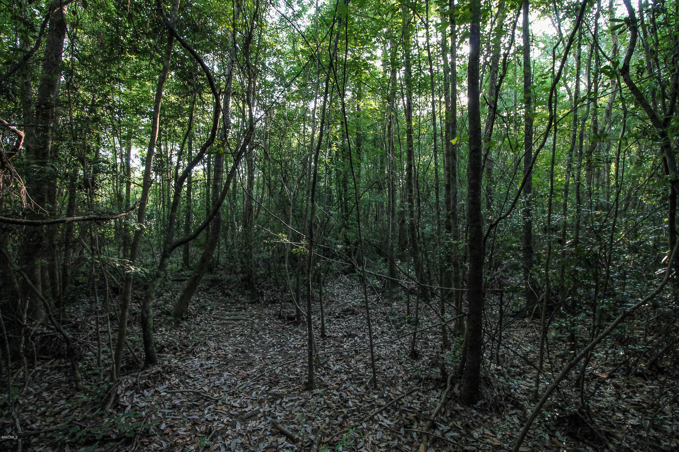 20-acres Hopper Road Lucedale, MS 39452 - Photo 12 of 28 20 acres-11