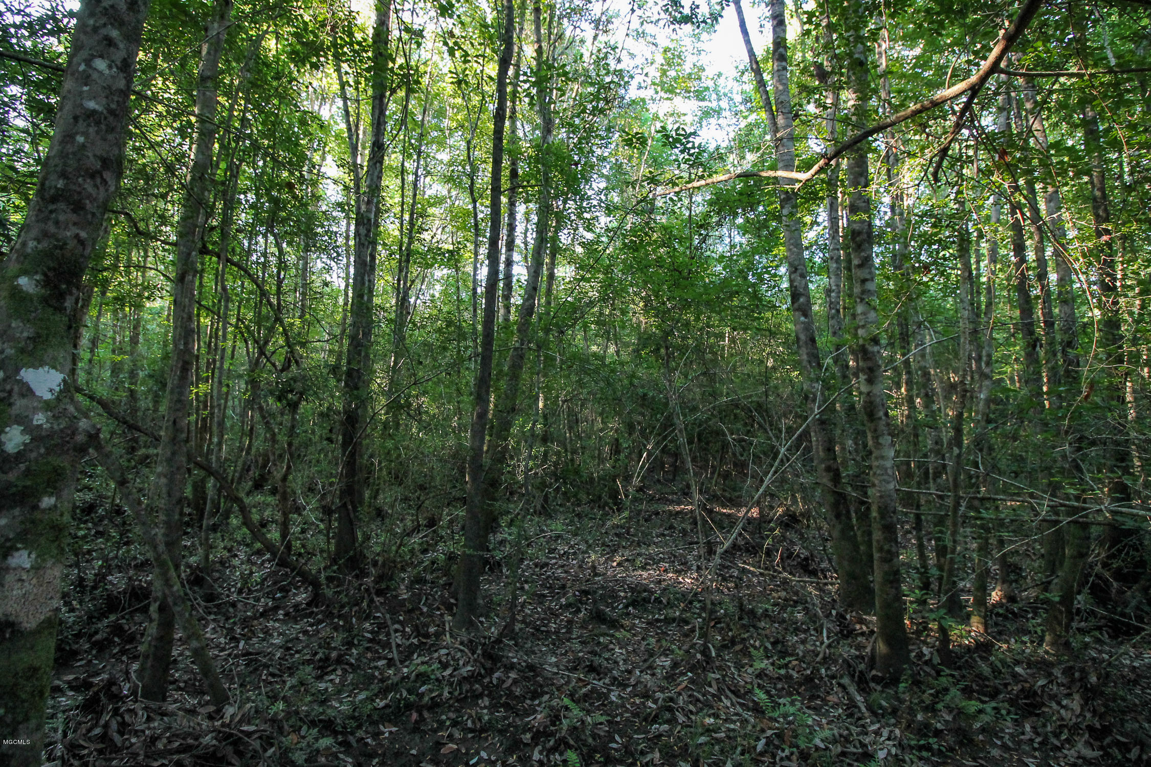20-acres Hopper Road Lucedale, MS 39452 - Photo 14 of 28 20 acres-13