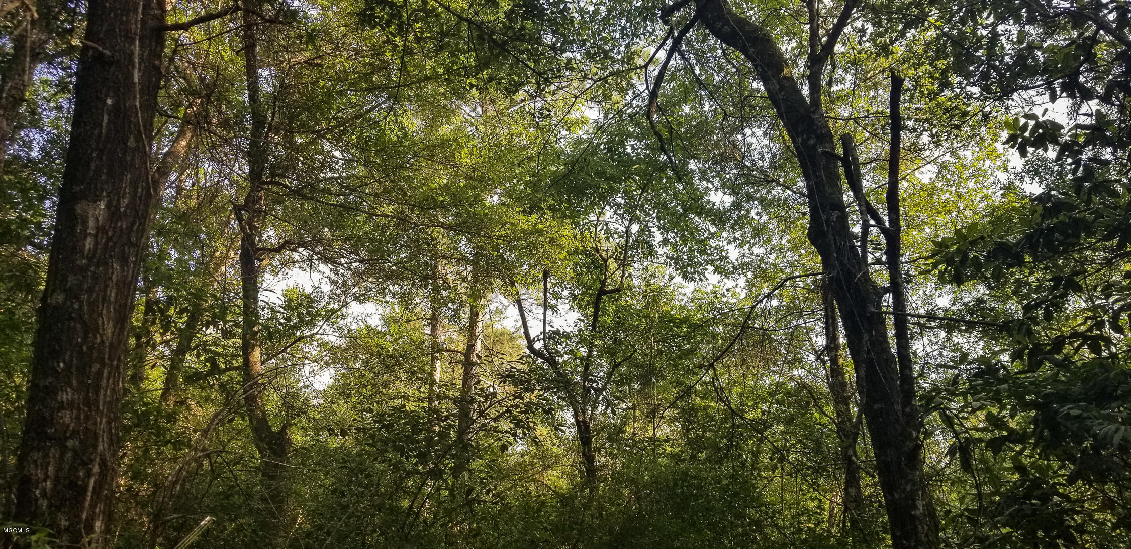 20-acres Hopper Road Lucedale, MS 39452 - Photo 23 of 28 20 acres-23