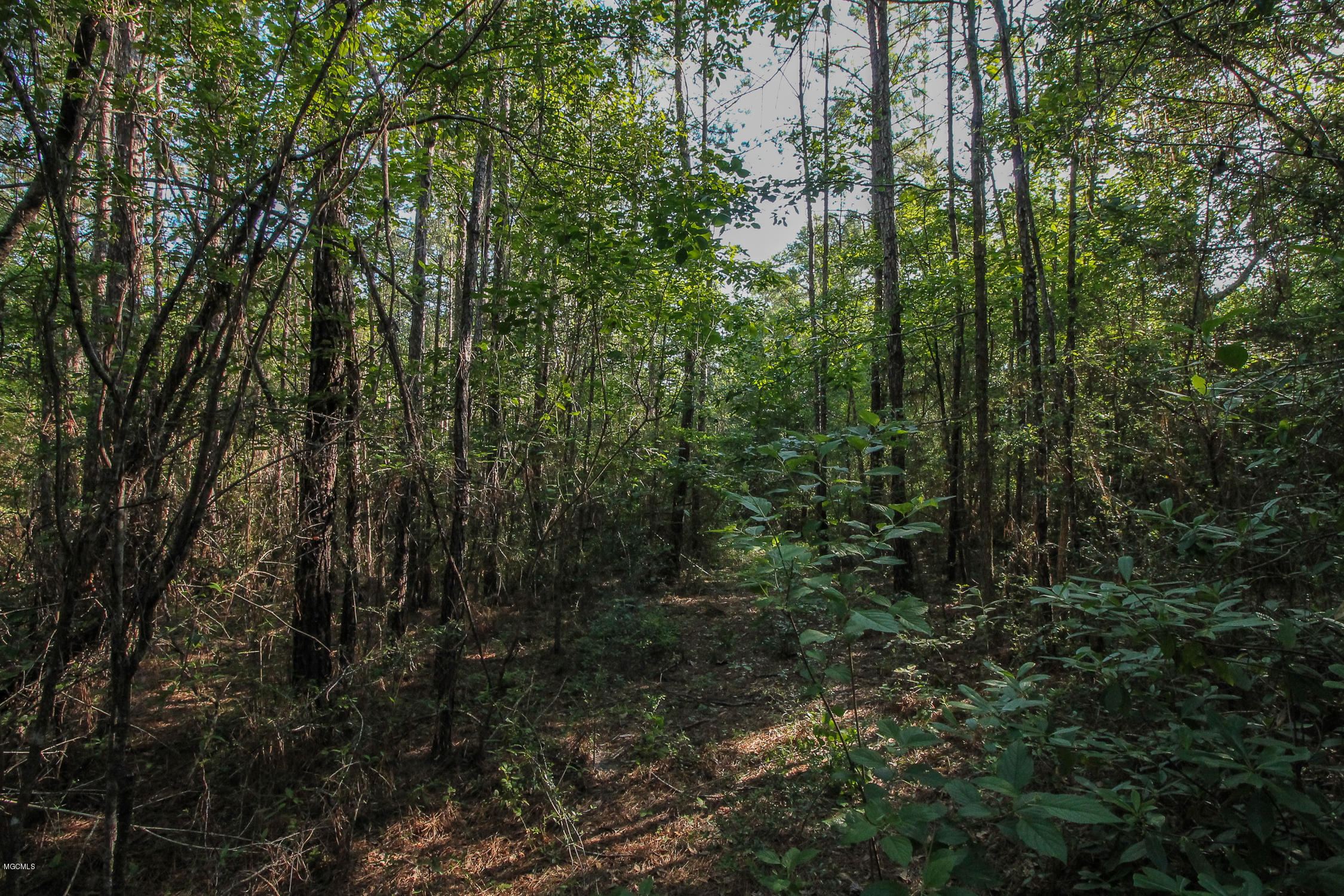 20-acres Hopper Road Lucedale, MS 39452 - Photo 4 of 28 20 acres-3