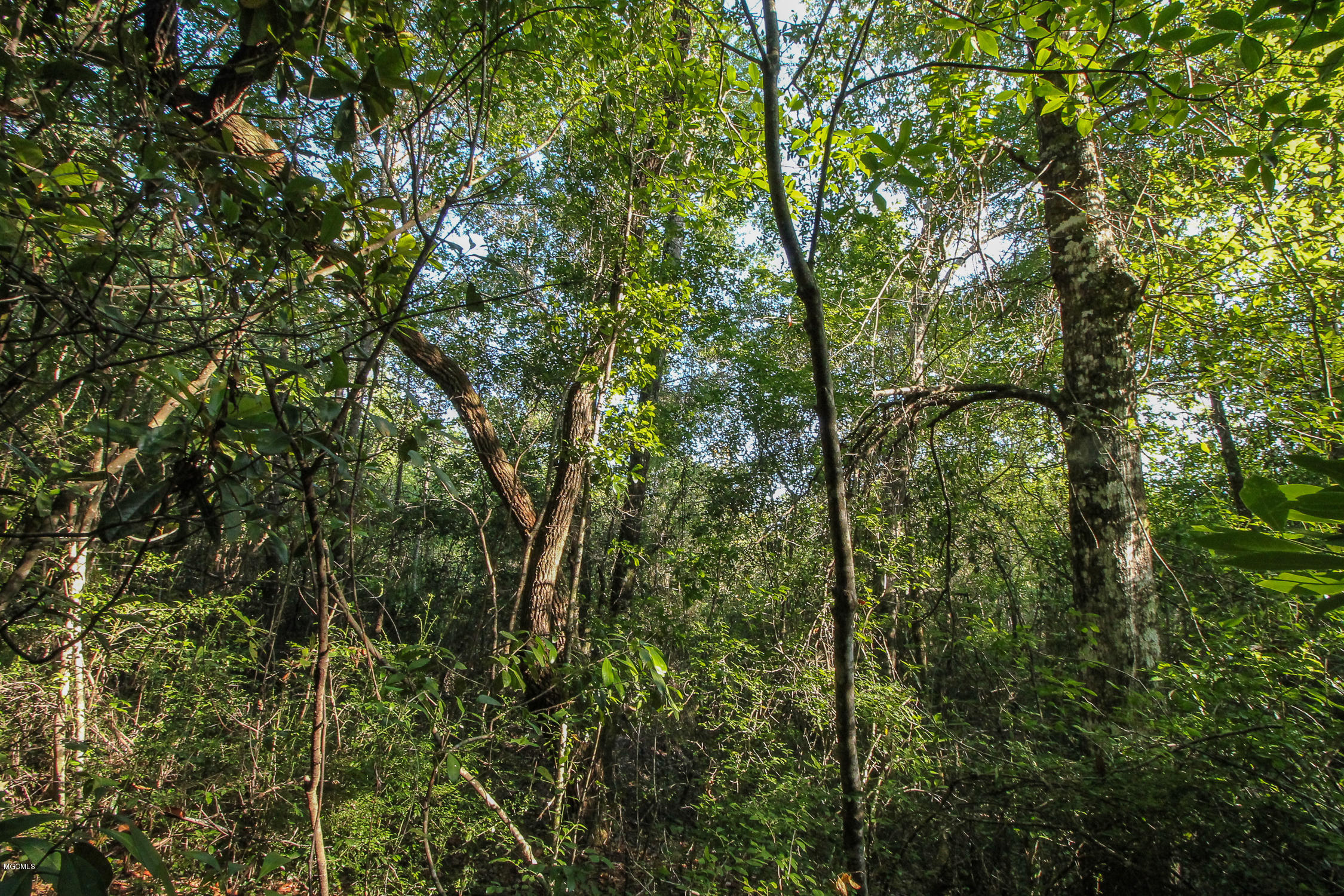 20-acres Hopper Road Lucedale, MS 39452 - Photo 5 of 28 20 acres-4