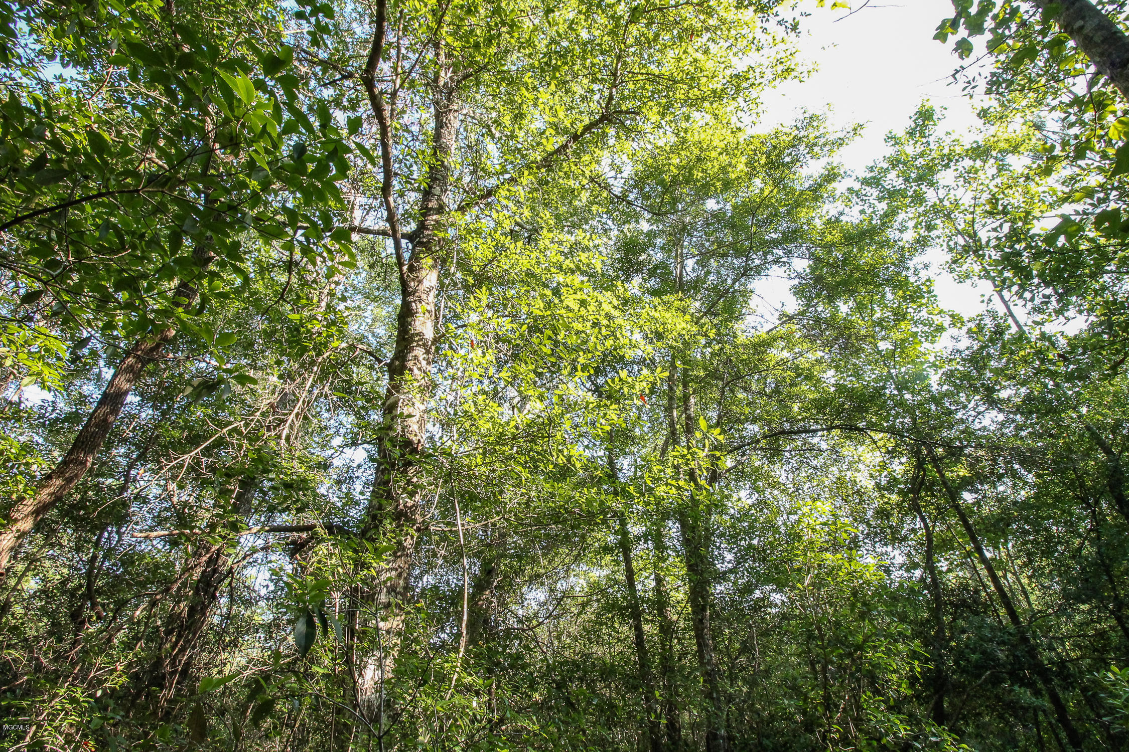 20-acres Hopper Road Lucedale, MS 39452 - Photo 6 of 28 20 acres-5