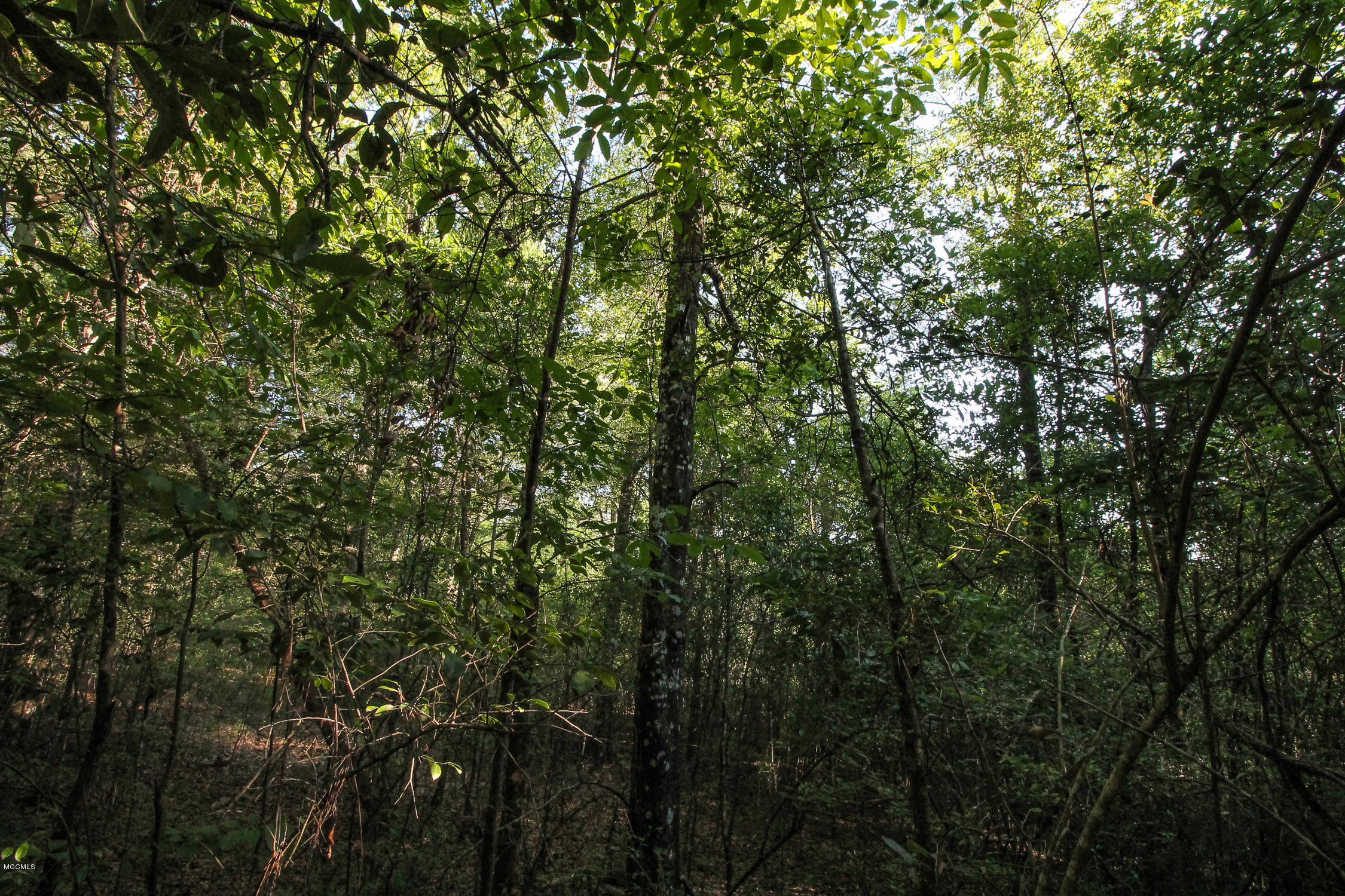 20-acres Hopper Road Lucedale, MS 39452 - Photo 7 of 28 20 acres-6