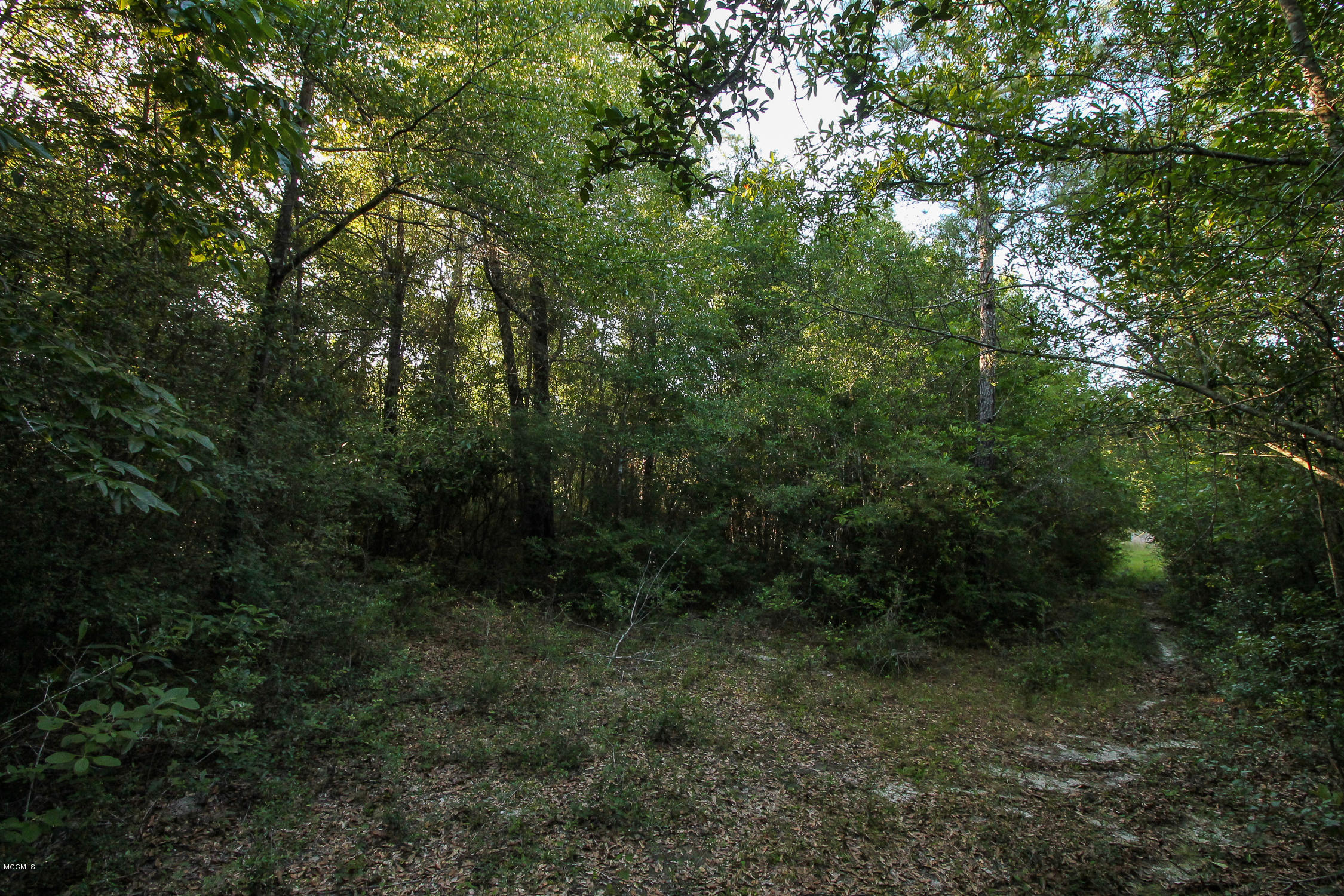 20-acres Hopper Road Lucedale, MS 39452 - Photo 10 of 28 20 acres-9
