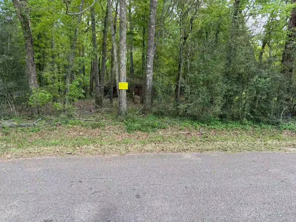 a view of a forest with a trees