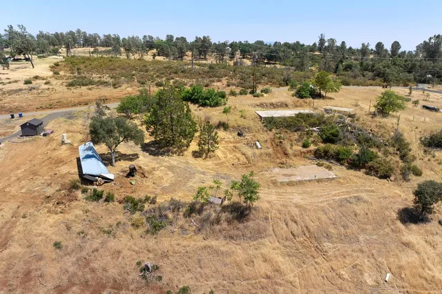 a view of a tree with plants in front of it
