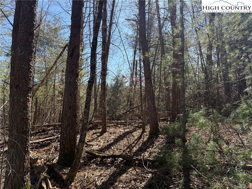 Tbd Lot 30 Tbd Trail Jefferson, NC 28640 - Photo 11 of 12 a view of a forest with trees