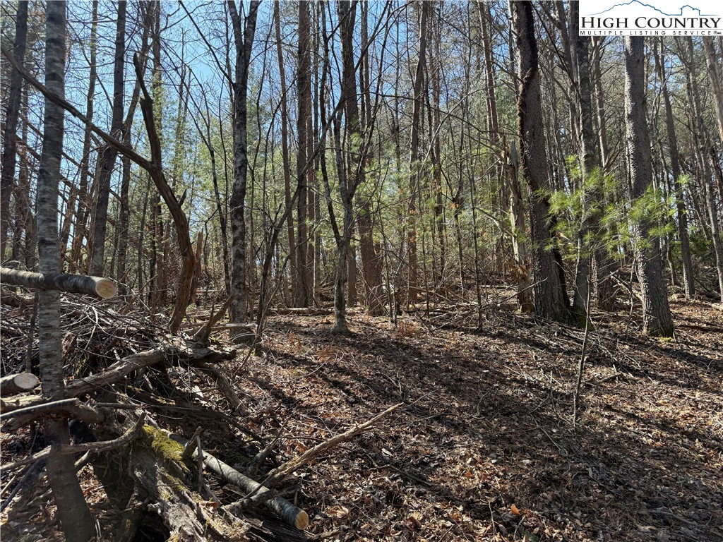 Tbd Lot 30 Tbd Trail Jefferson, NC 28640 - Photo 5 of 12 a view of a forest with trees
