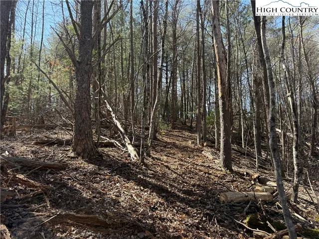a view of a forest with trees