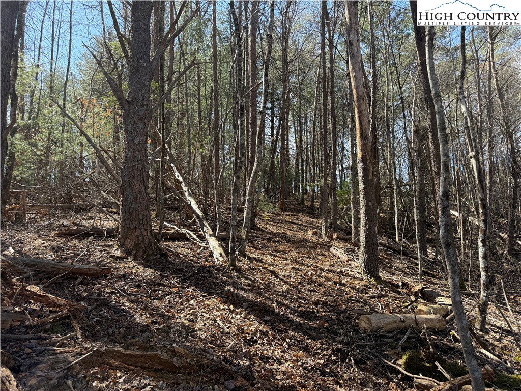 Tbd Lot 30 Tbd Trail Jefferson, NC 28640 - Photo 6 of 12 a view of a forest with trees