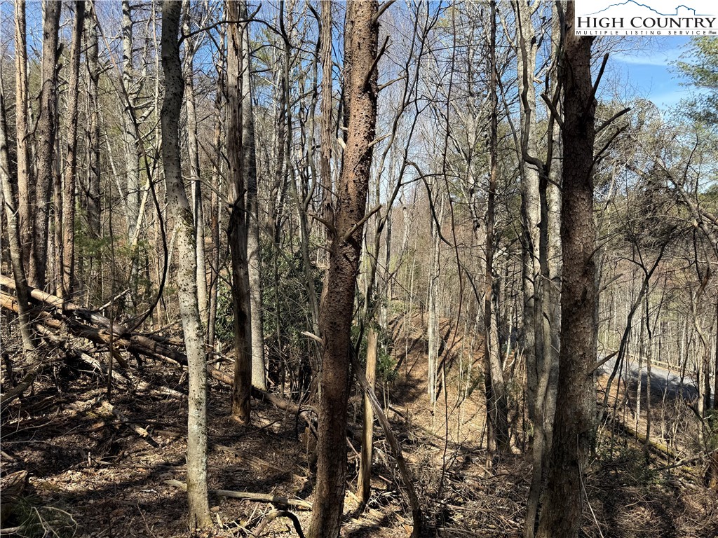 Tbd Lot 30 Tbd Trail Jefferson, NC 28640 - Photo 9 of 12 a view of forest