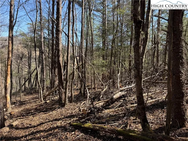 a view of a forest with trees