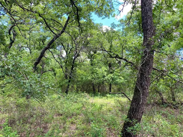 a view of a lush green forest